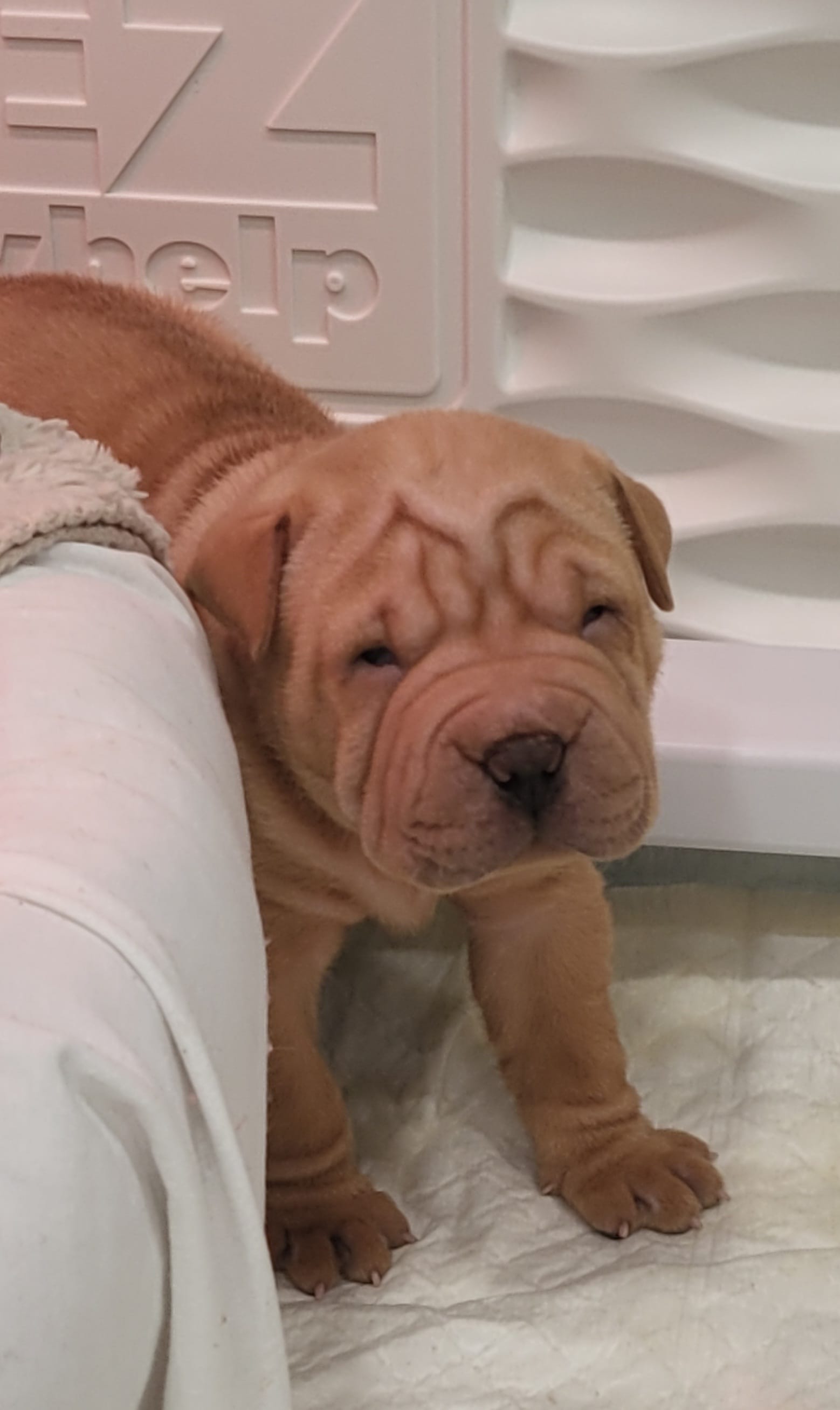 Chex – Chinese Shar-Pei puppy for sale in Baltimore, MD