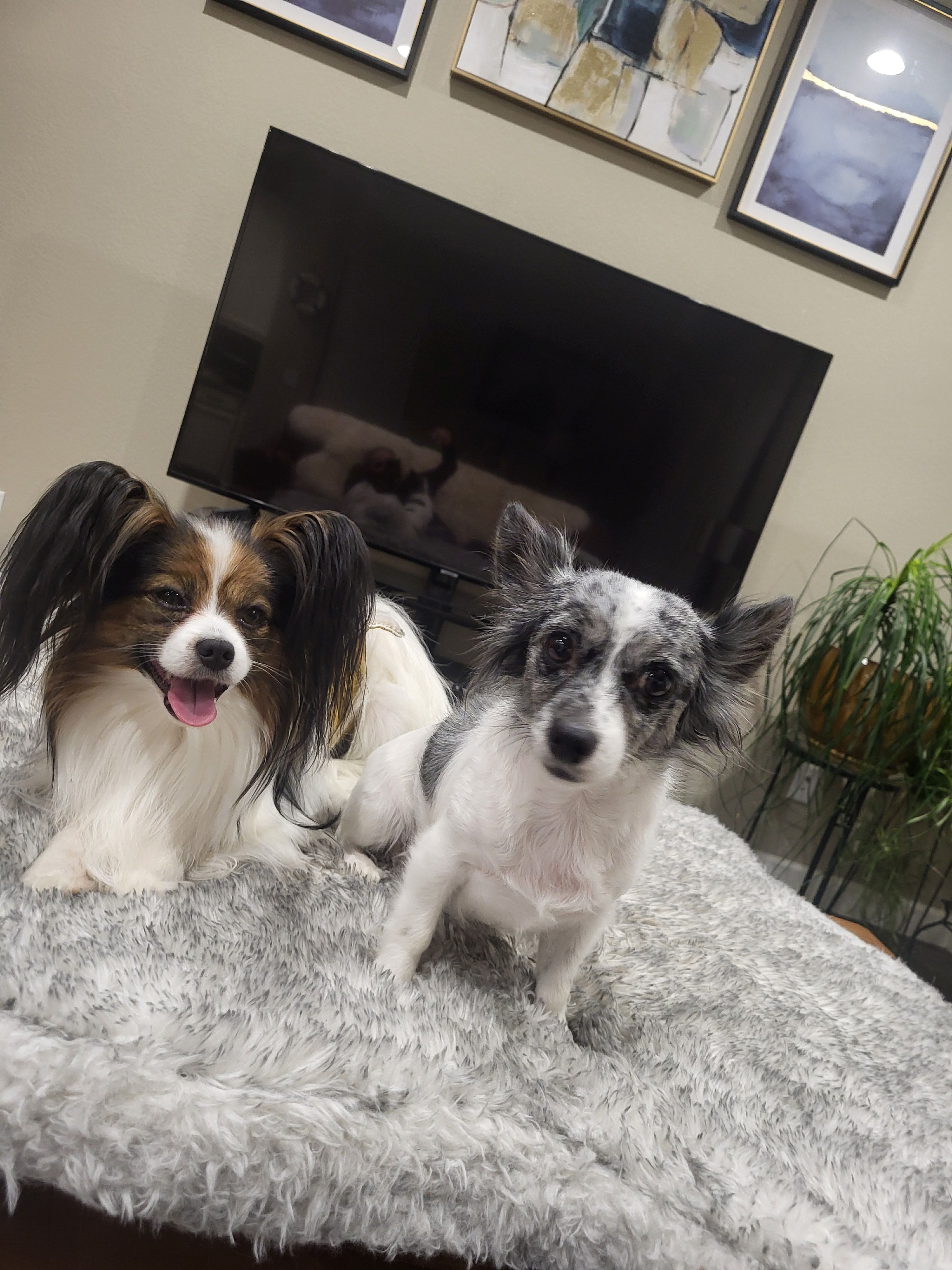 Stella – Chihuahua puppy for sale in Thornton, CO