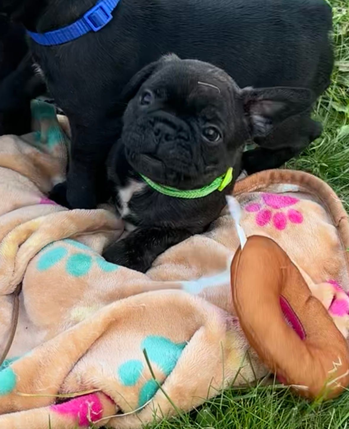 Zeke – Boston Terrier, French Bulldog puppy for sale in Galion, OH