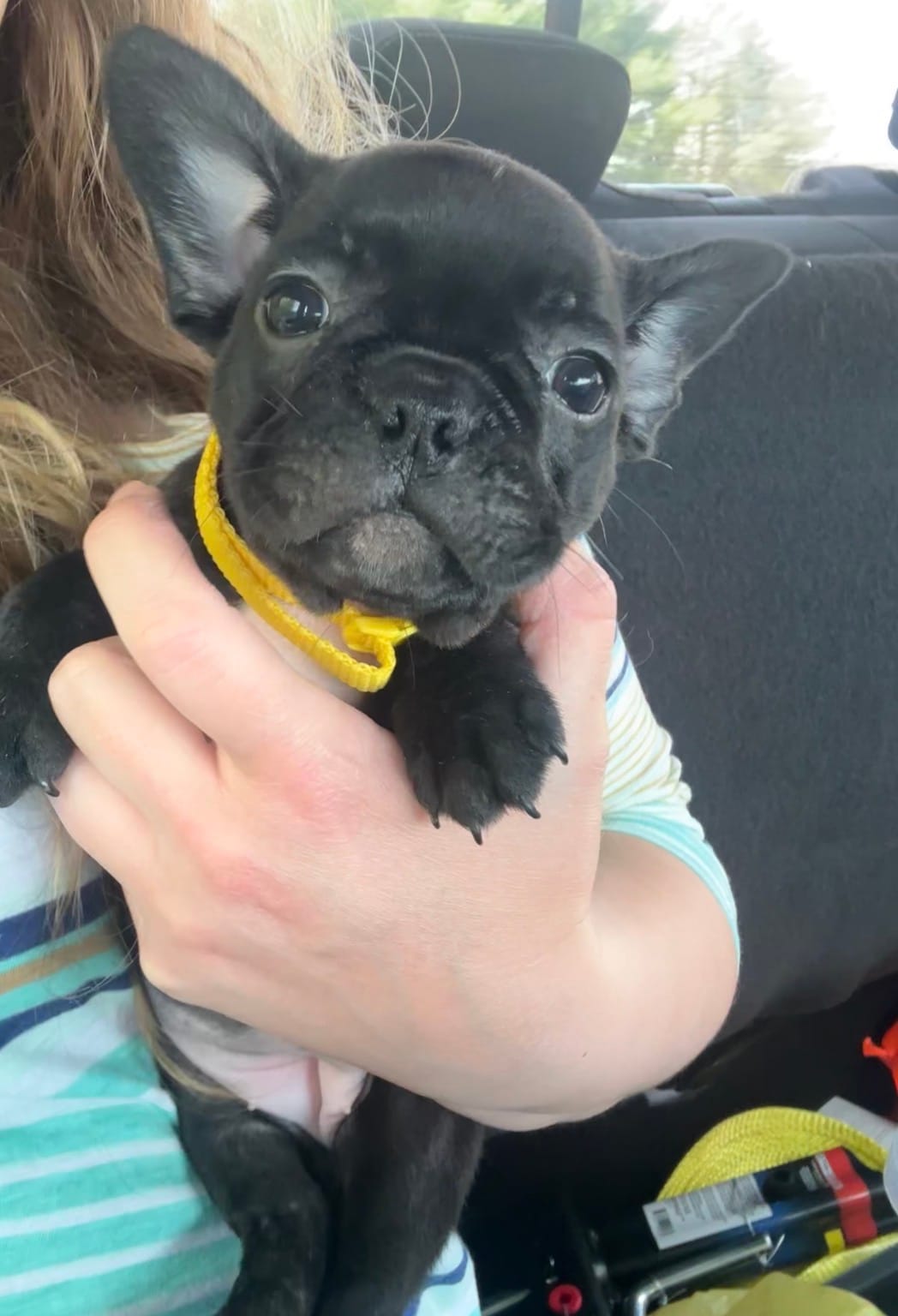 Lola – Frenchton puppy for sale in Galion, OH
