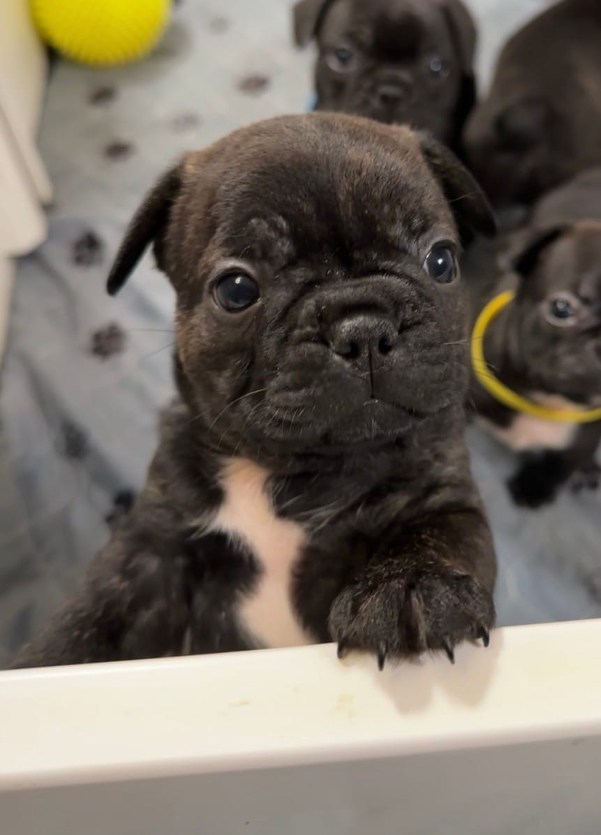 Zeke – Boston Terrier, French Bulldog puppy for sale in Galion, OH