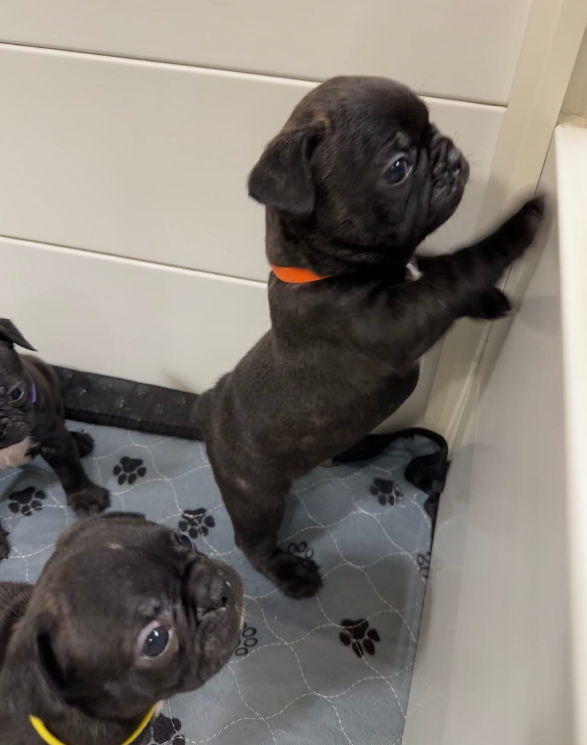 Rocco – Boston Terrier, French Bulldog puppy for sale in Galion, OH