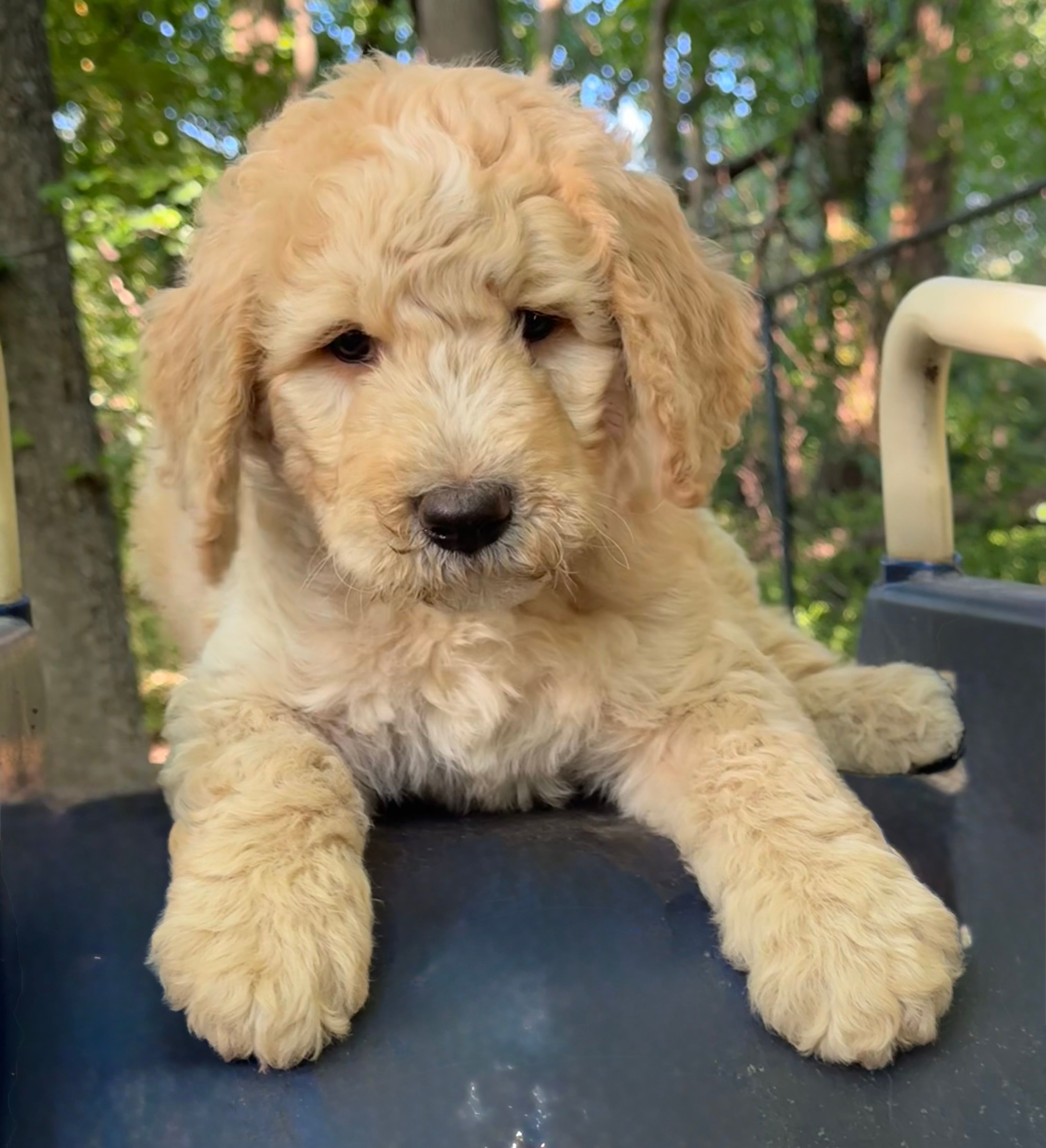 Arrow  – Bernedoodle puppy for sale in Upper Marlboro, MD