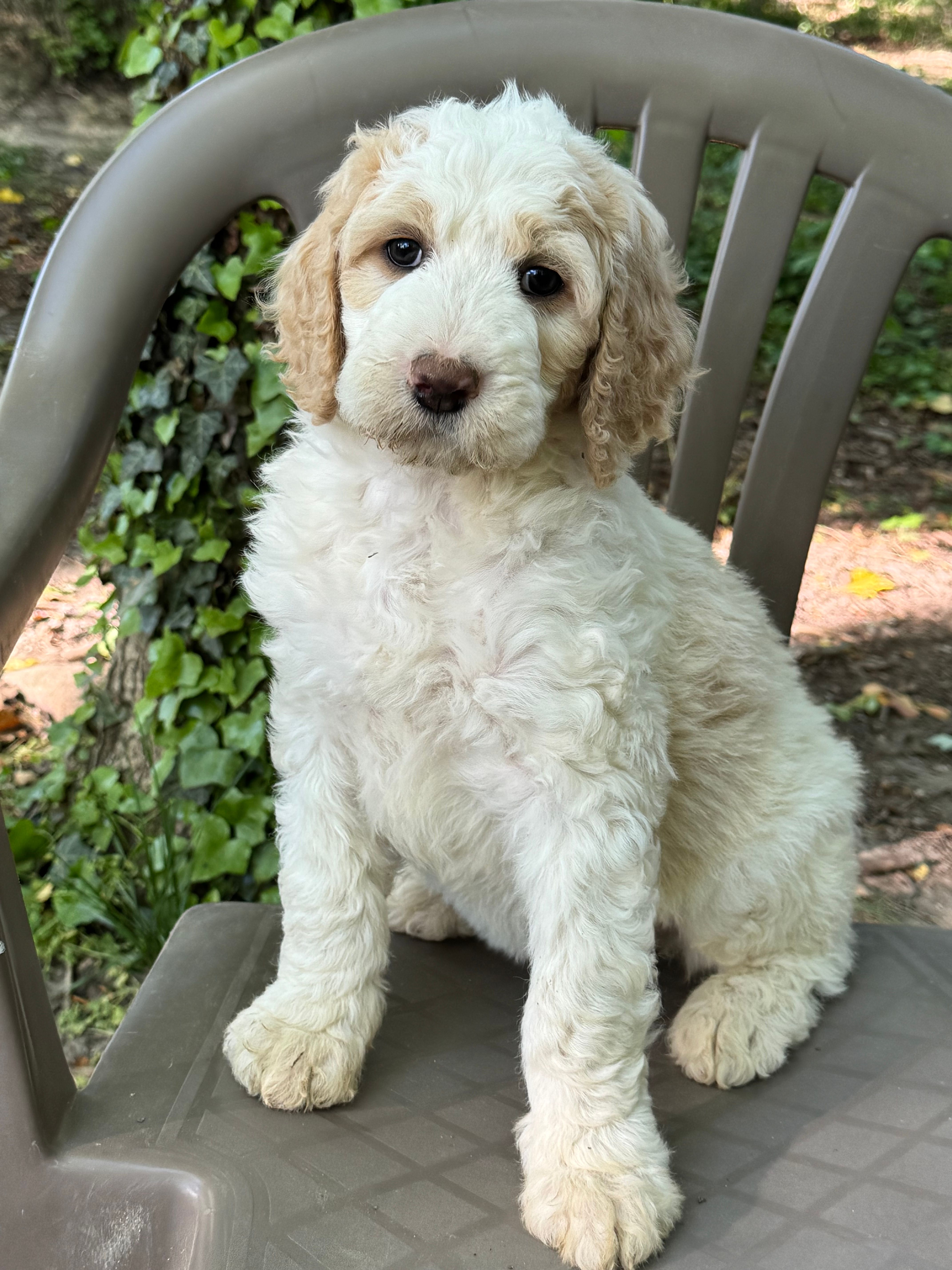 Winter – Bernedoodle puppy for sale in Upper Marlboro, MD