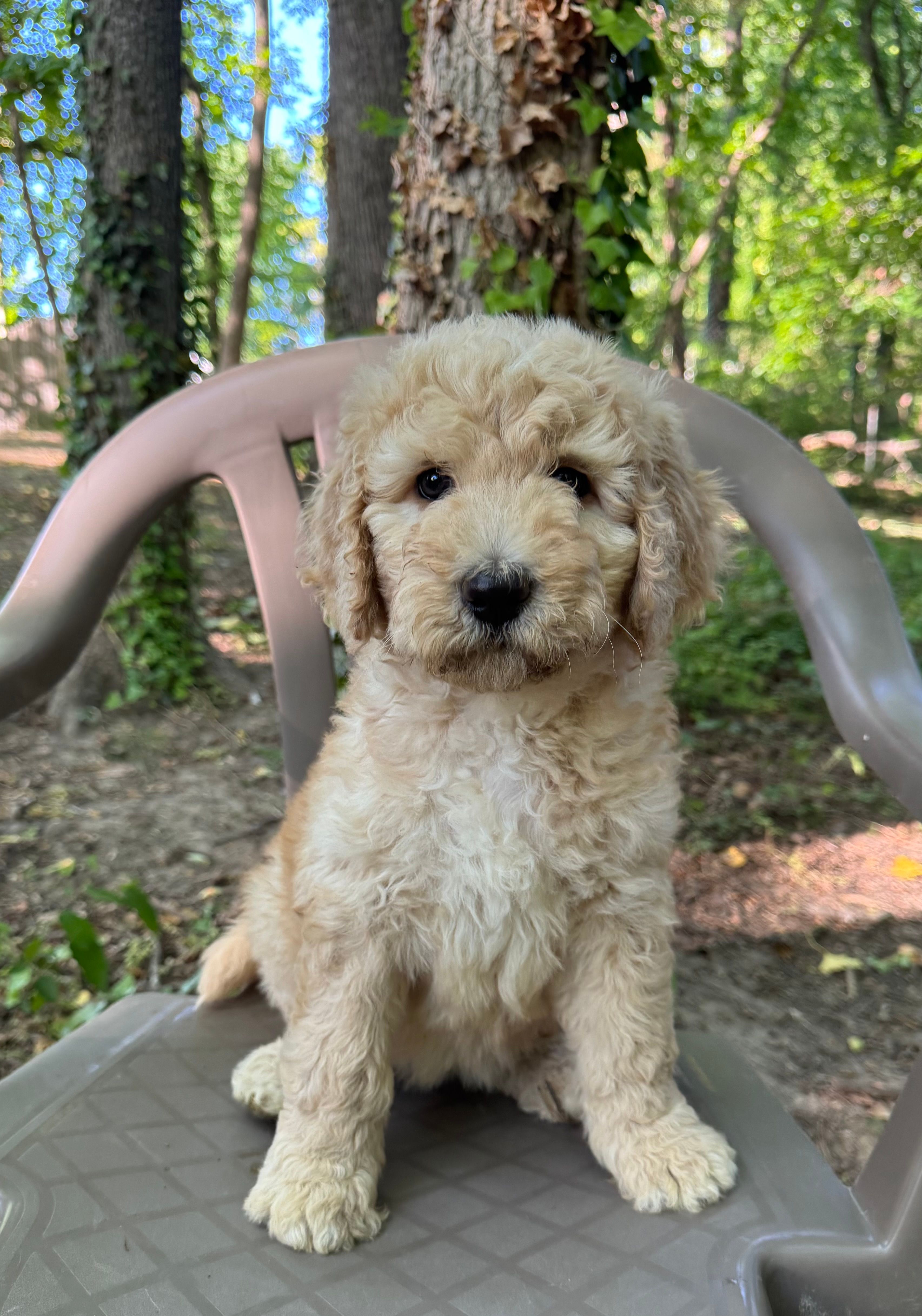Bella  – Bernedoodle puppy for sale in Upper Marlboro, MD