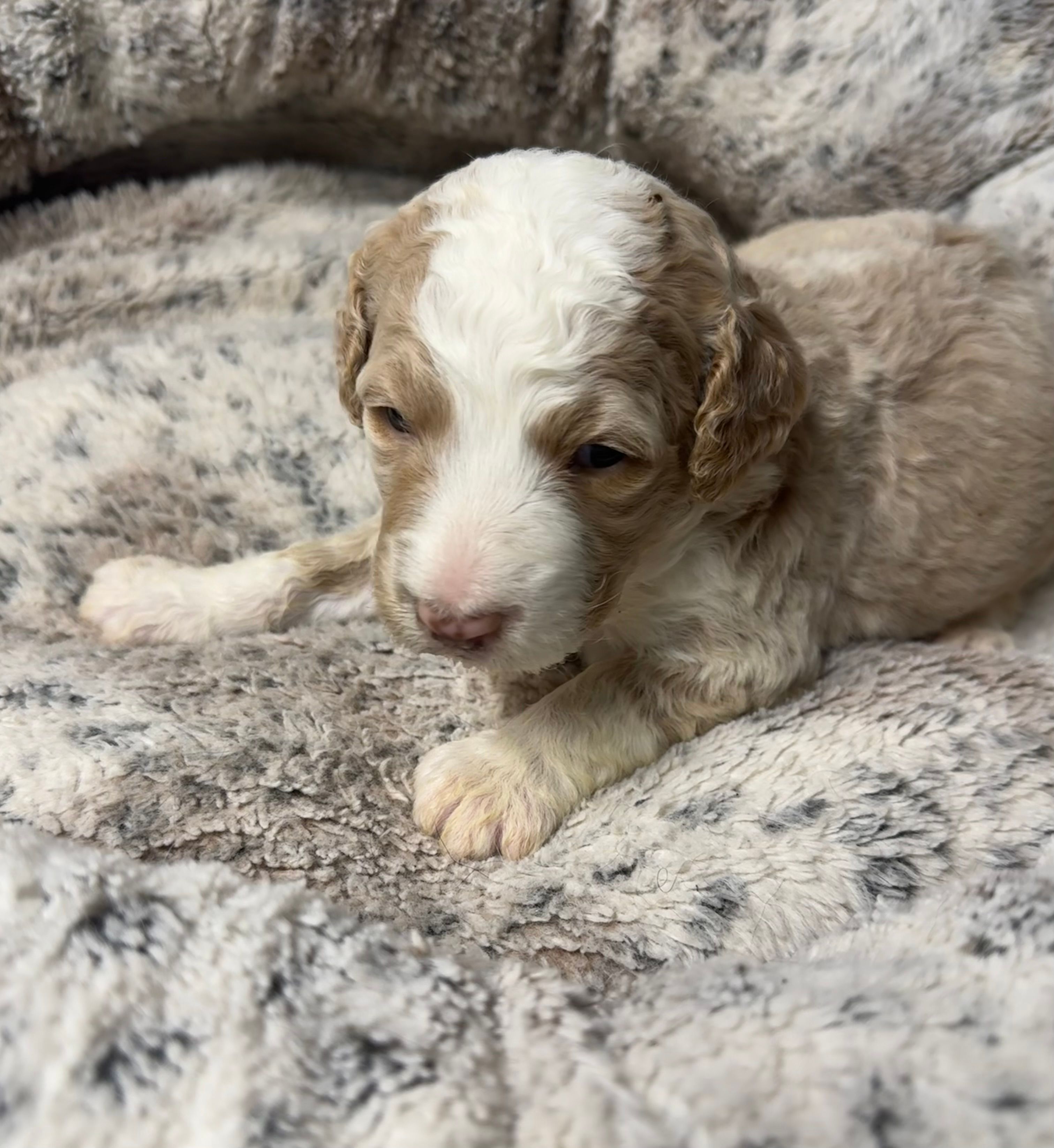 Snow – Bernedoodle puppy for sale in Upper Marlboro, MD