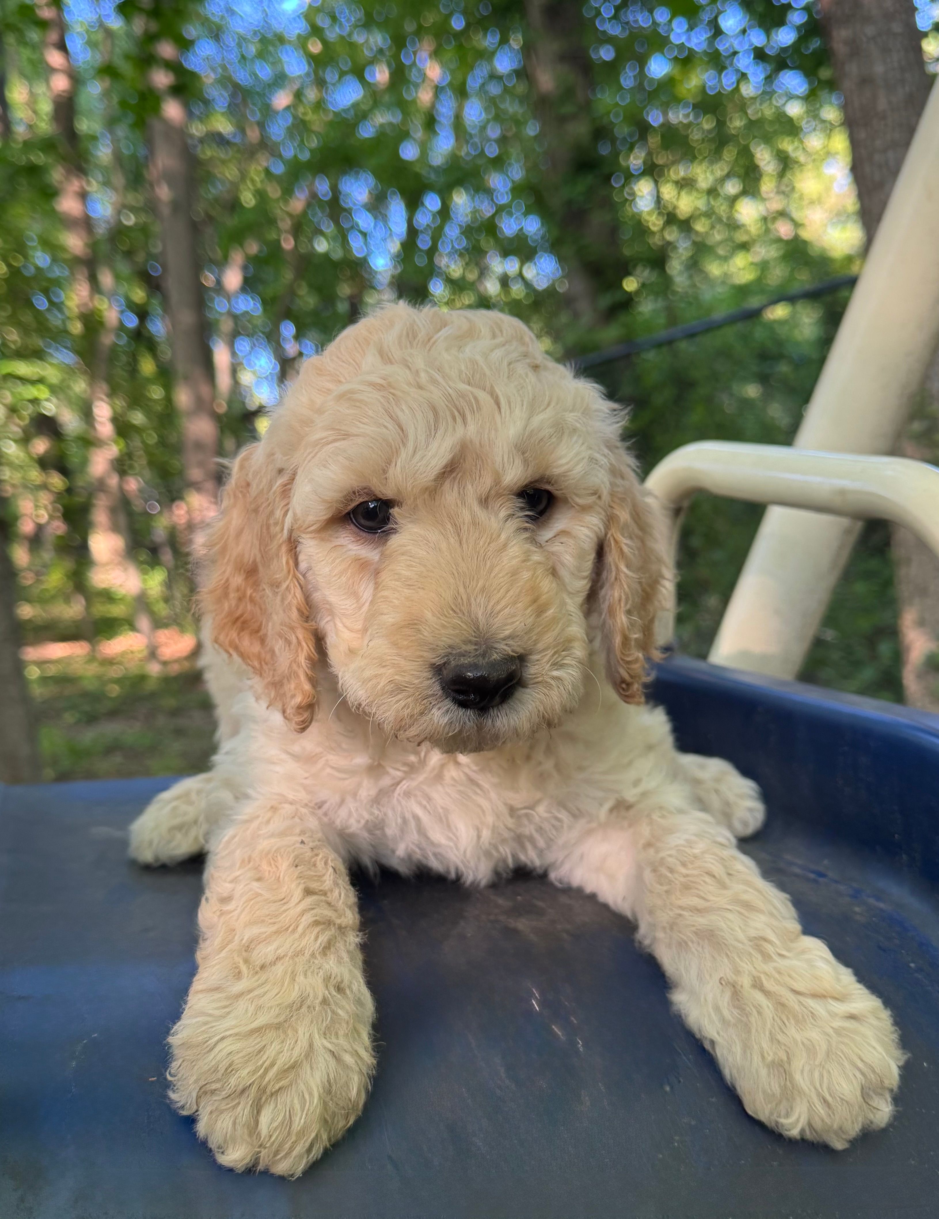 Daisy – Bernedoodle puppy for sale in Upper Marlboro, MD