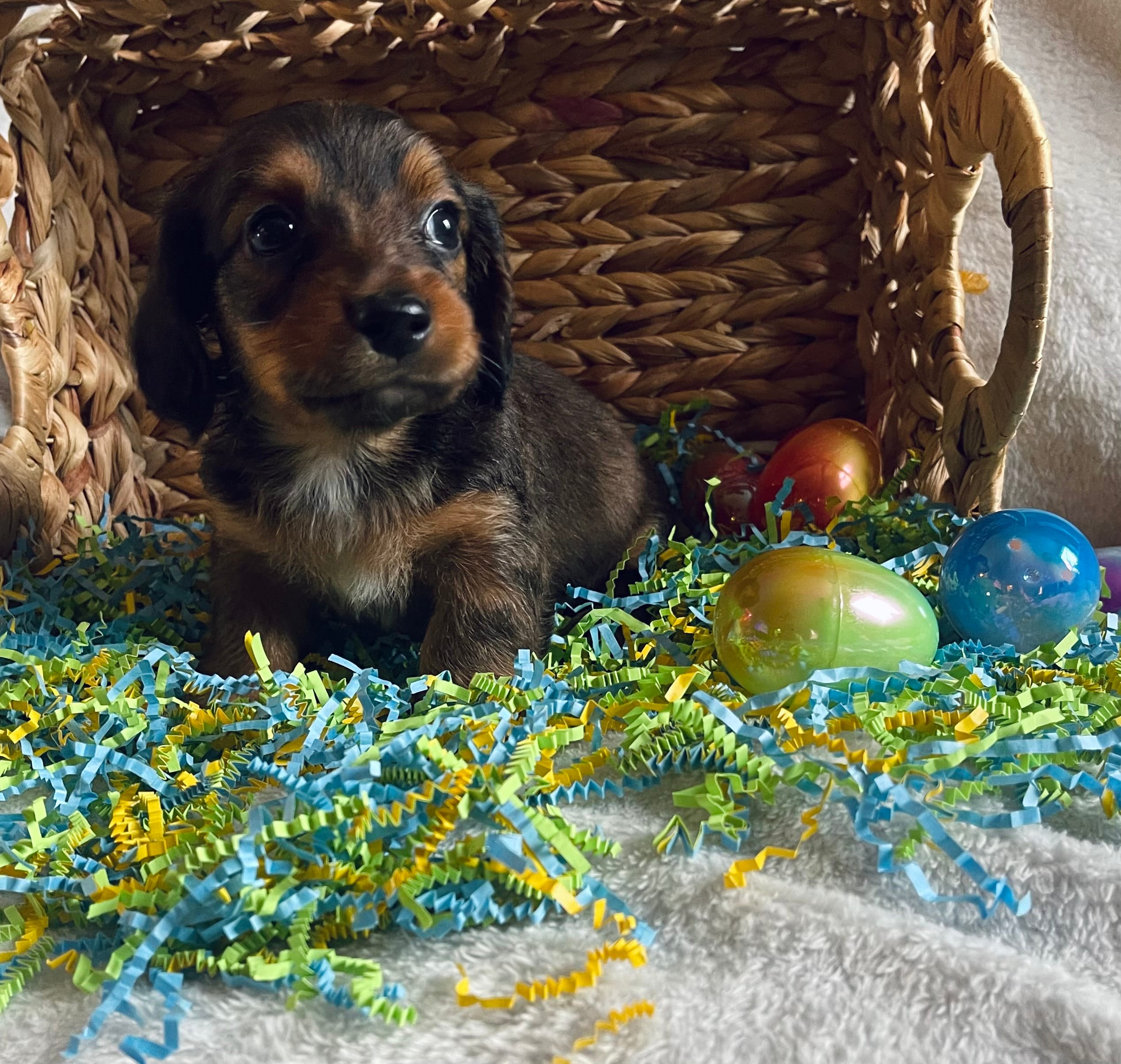 M1 – Dachshund puppy for sale in Judsonia, AR