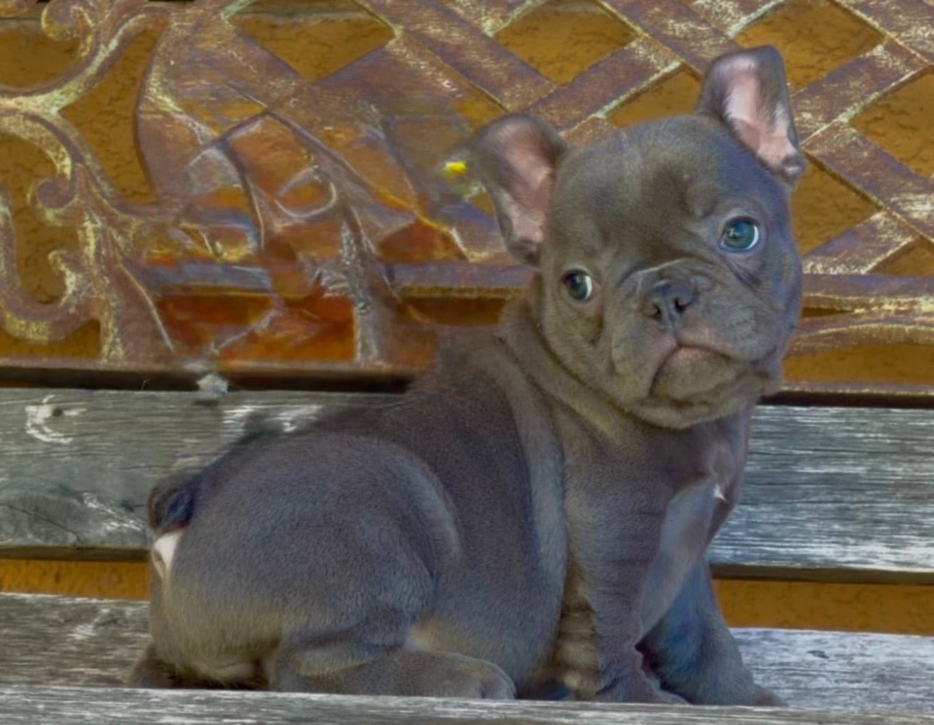 Mini frenchie – French Bulldog puppy for sale in Los Angeles, CA