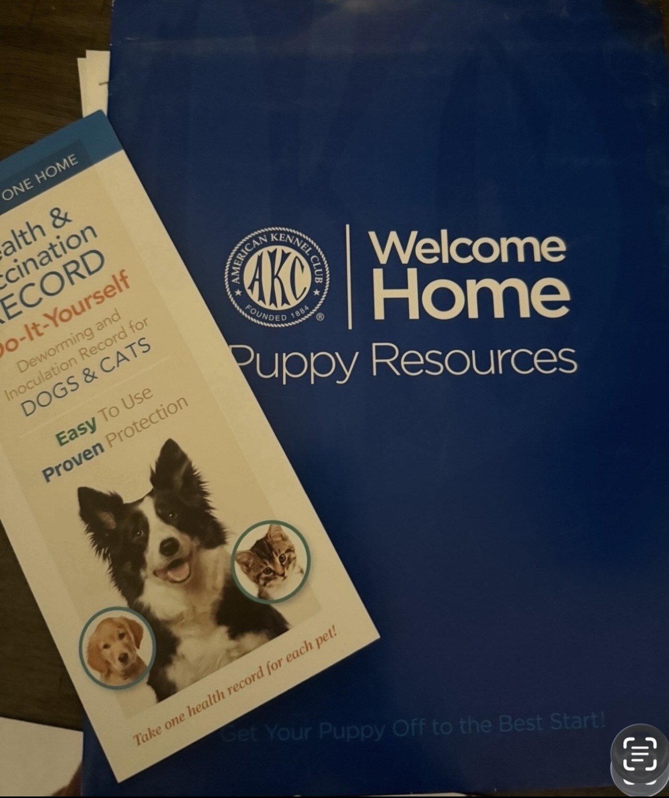 Max, a male French Bulldog for sale in Los Angeles, CA – 2 of 3