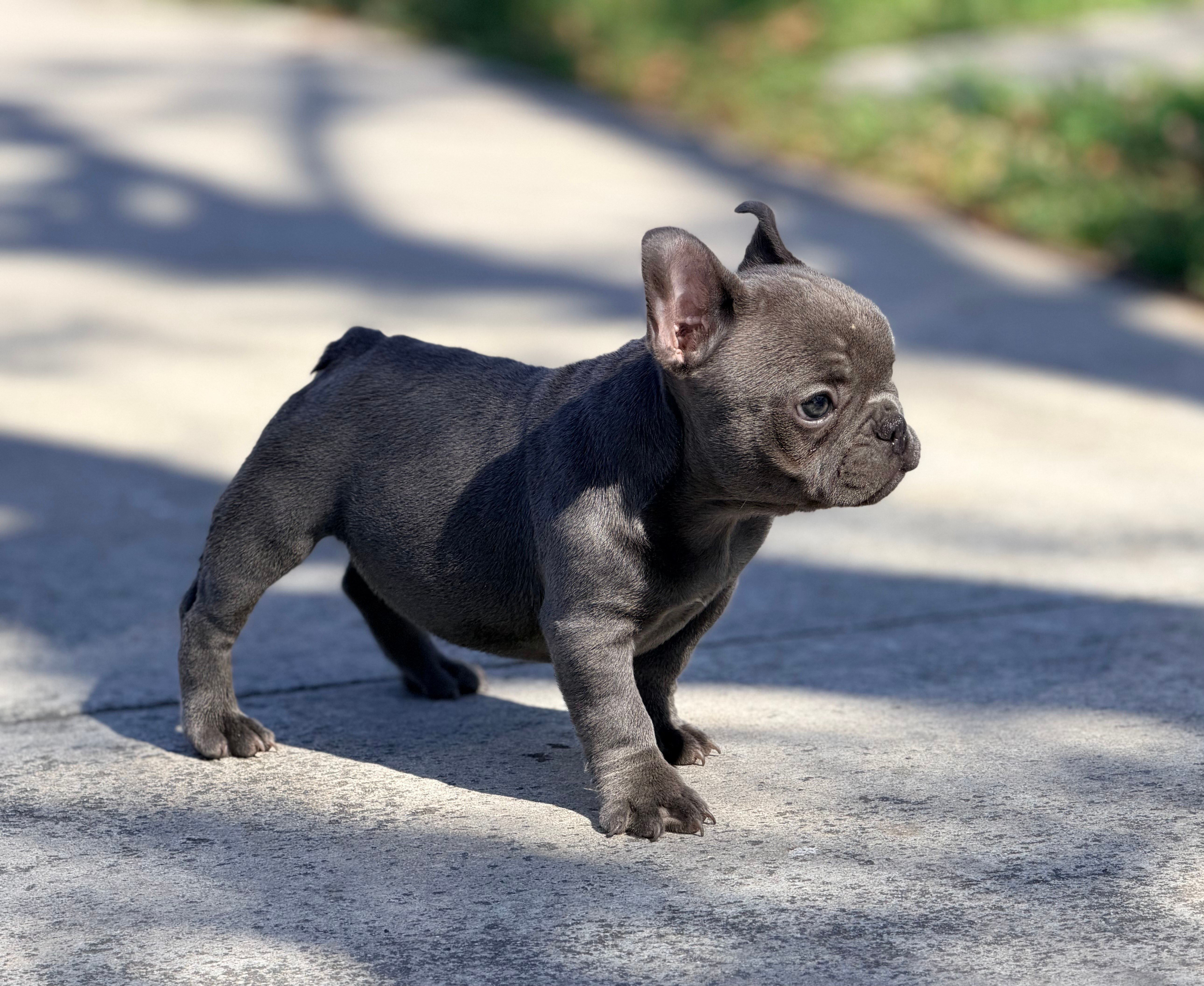  Mini  frenchie – French Bulldog puppy for sale in Los Angeles, CA