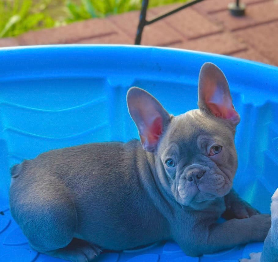 Max – French Bulldog puppy for sale in Los Angeles, CA