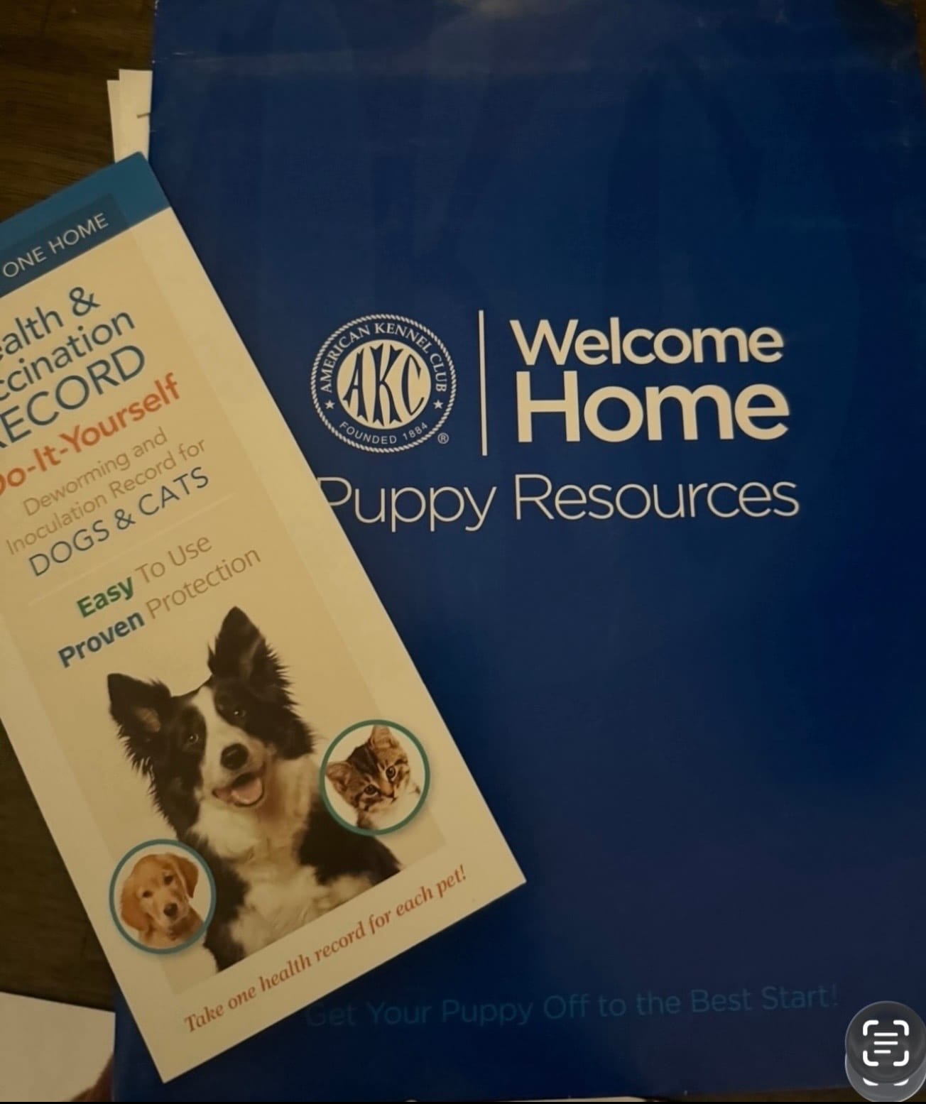 Max, a male French Bulldog for sale in Los Angeles, CA – 2 of 2