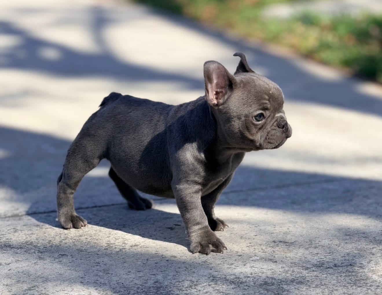 Mini frenchie  – French Bulldog puppy for sale in Los Angeles, CA
