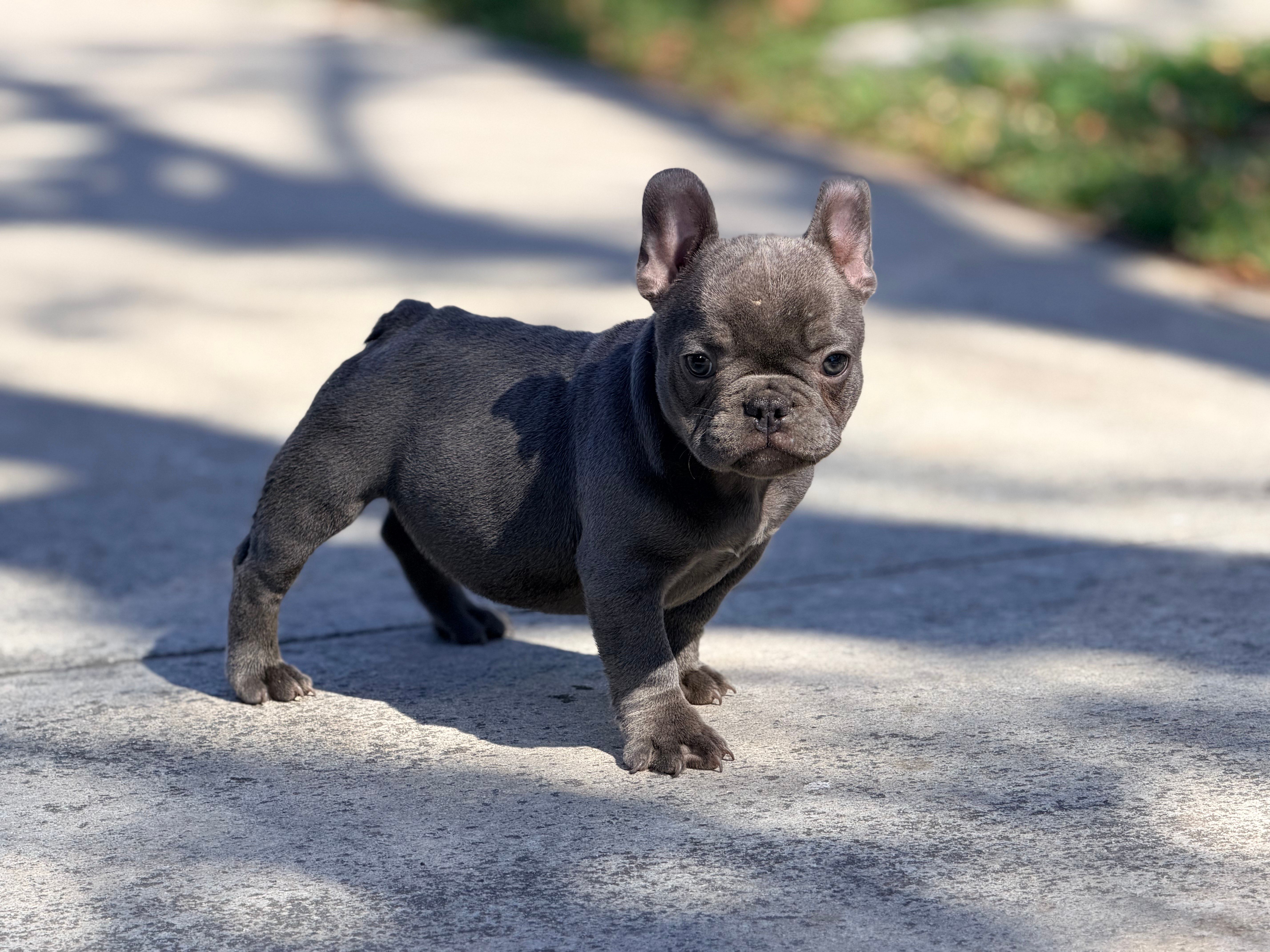  Mini  frenchie, a female French Bulldog for sale in Los Angeles, CA – 2 of 2