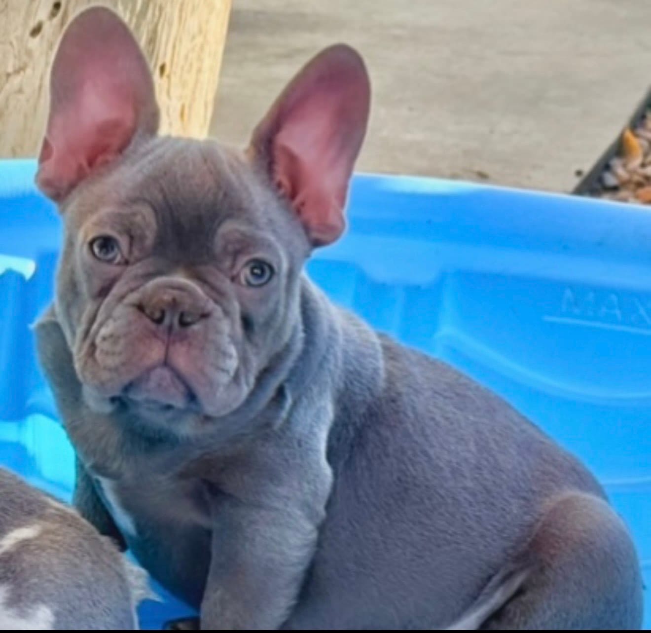 Max, a male French Bulldog for sale in Los Angeles, CA – 2 of 3