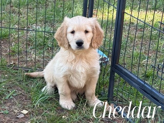 CHEDDAR – Miniature Golden Retriever puppy for sale in Blacksburg, VA