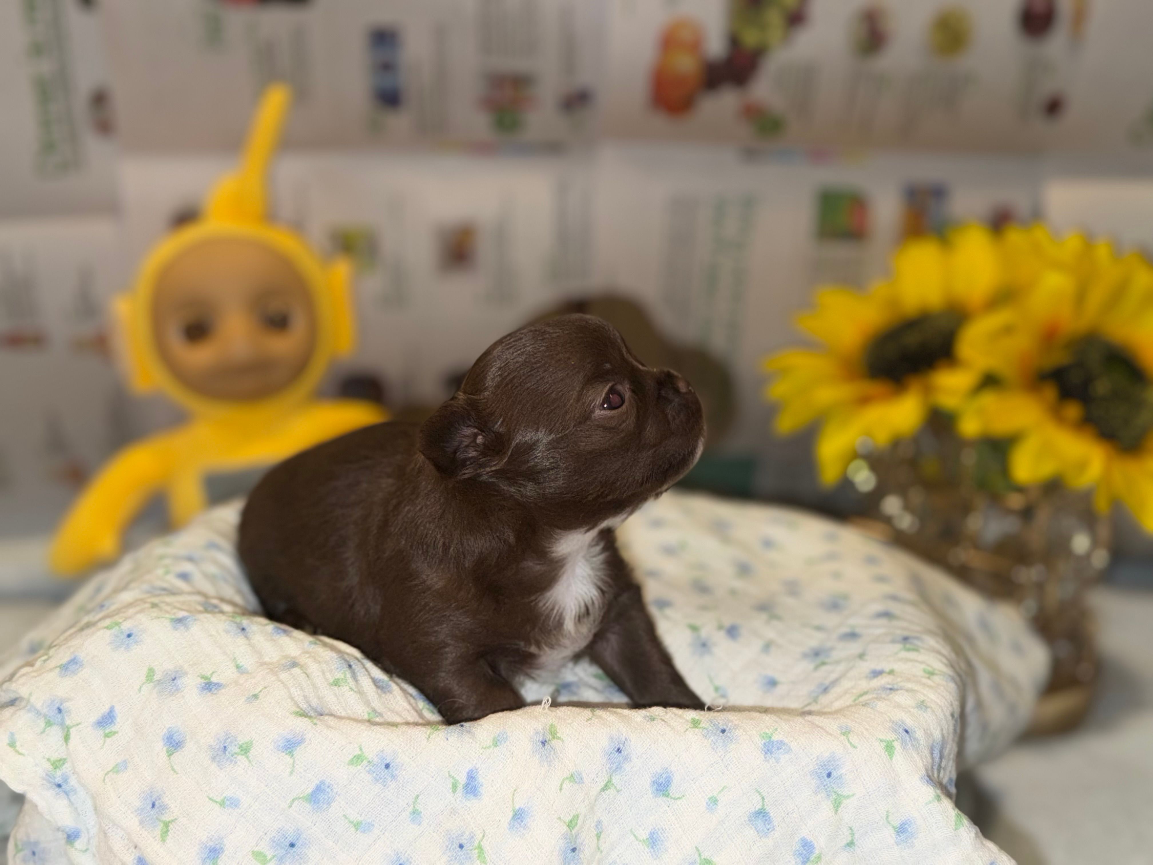 Bonbon  – Chihuahua puppy for sale in Riverview, FL