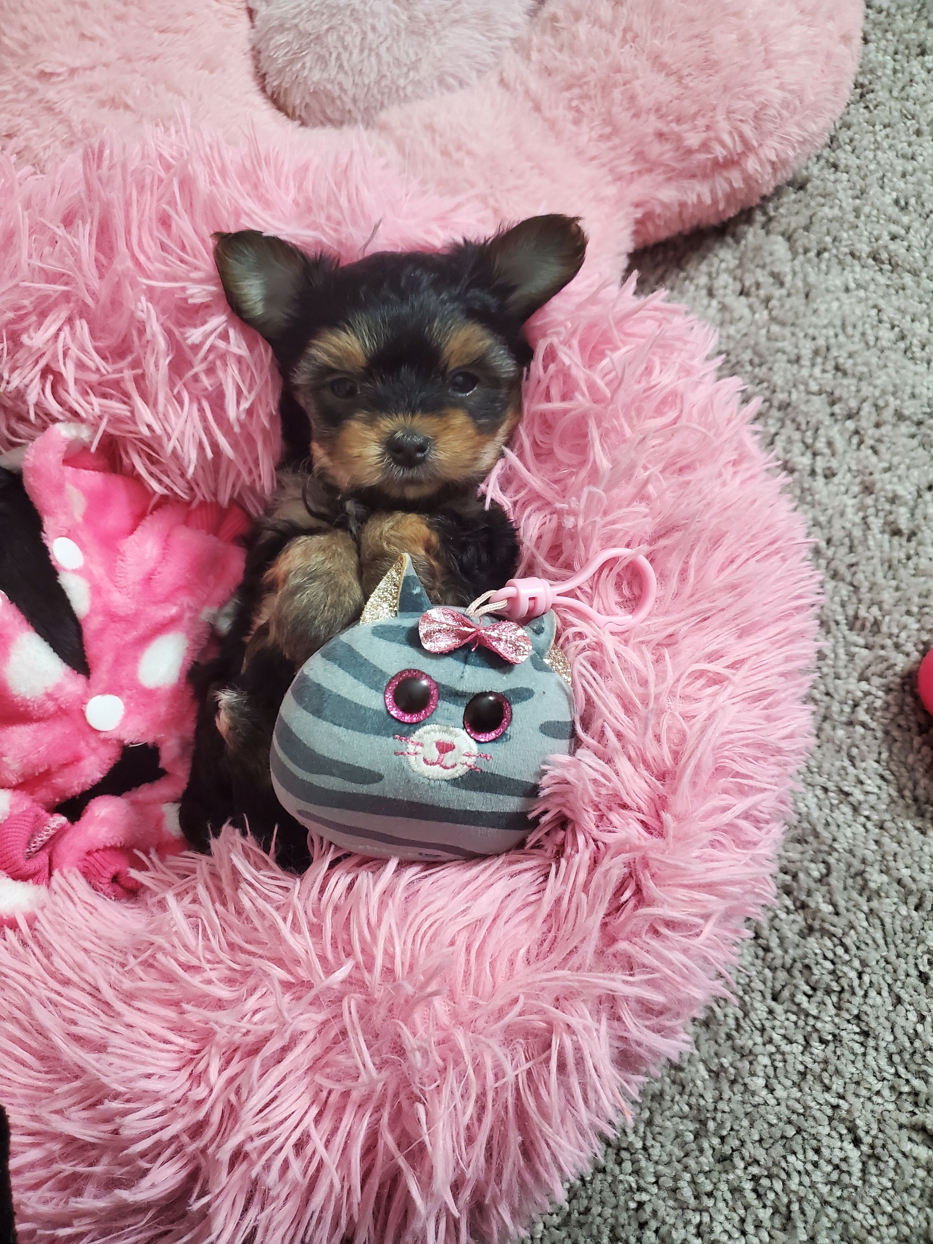 Candy💖 – Yorkshire Terrier puppy for sale in Denver, CO