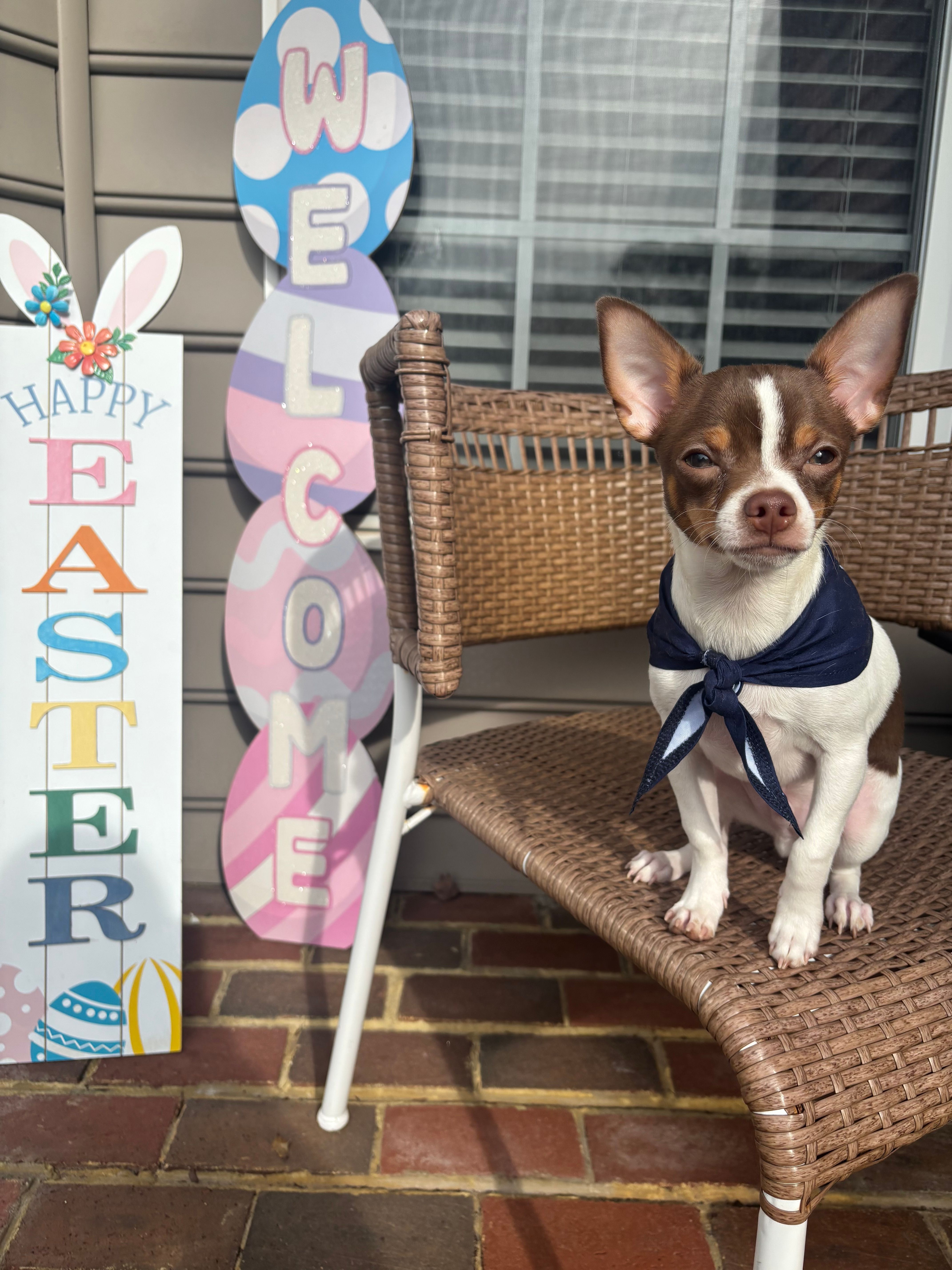 Max – Chihuahua puppy for sale in Chesapeake, VA