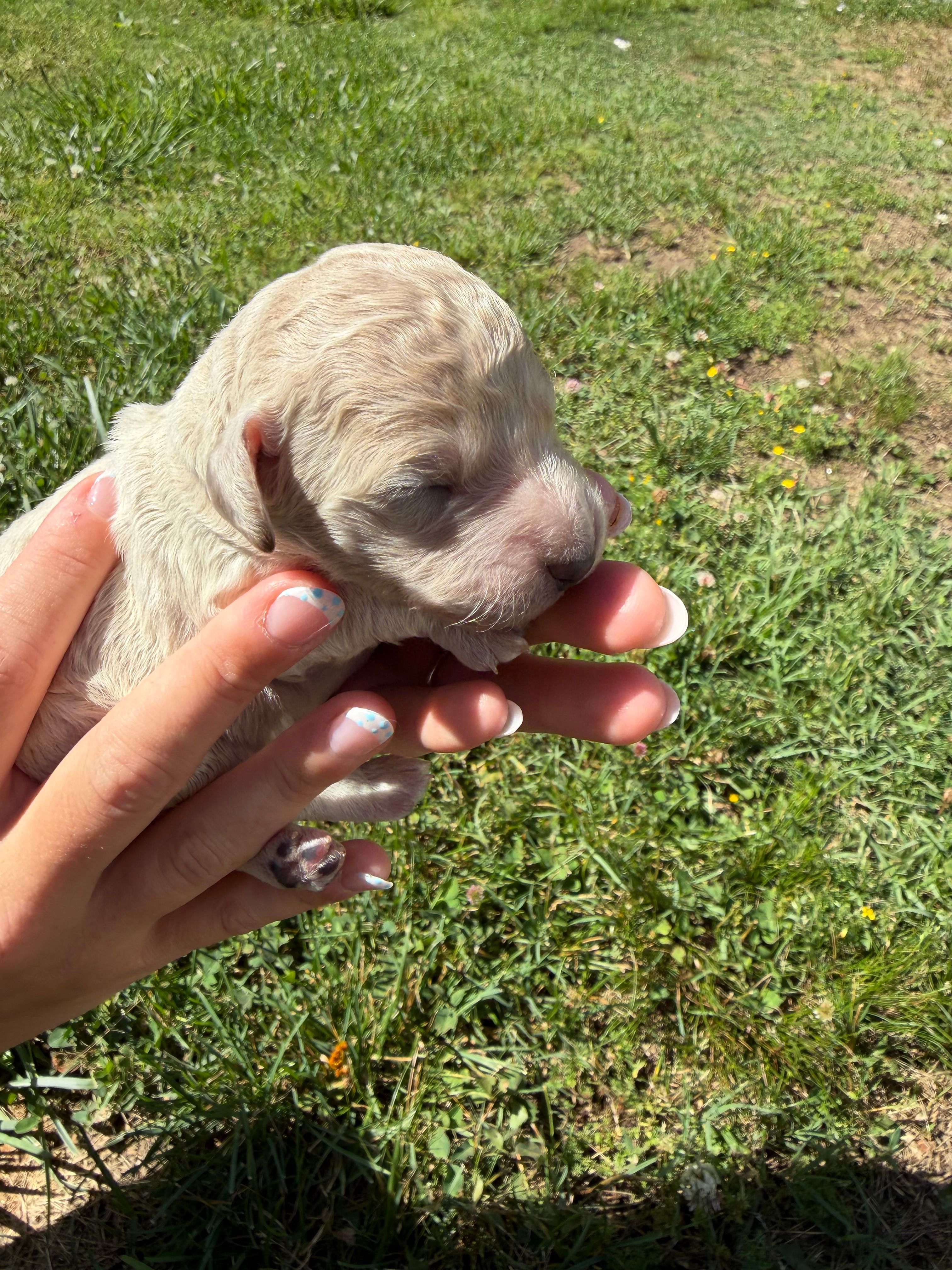Waffles  – Goldendoodle puppy for sale in Cumming, GA