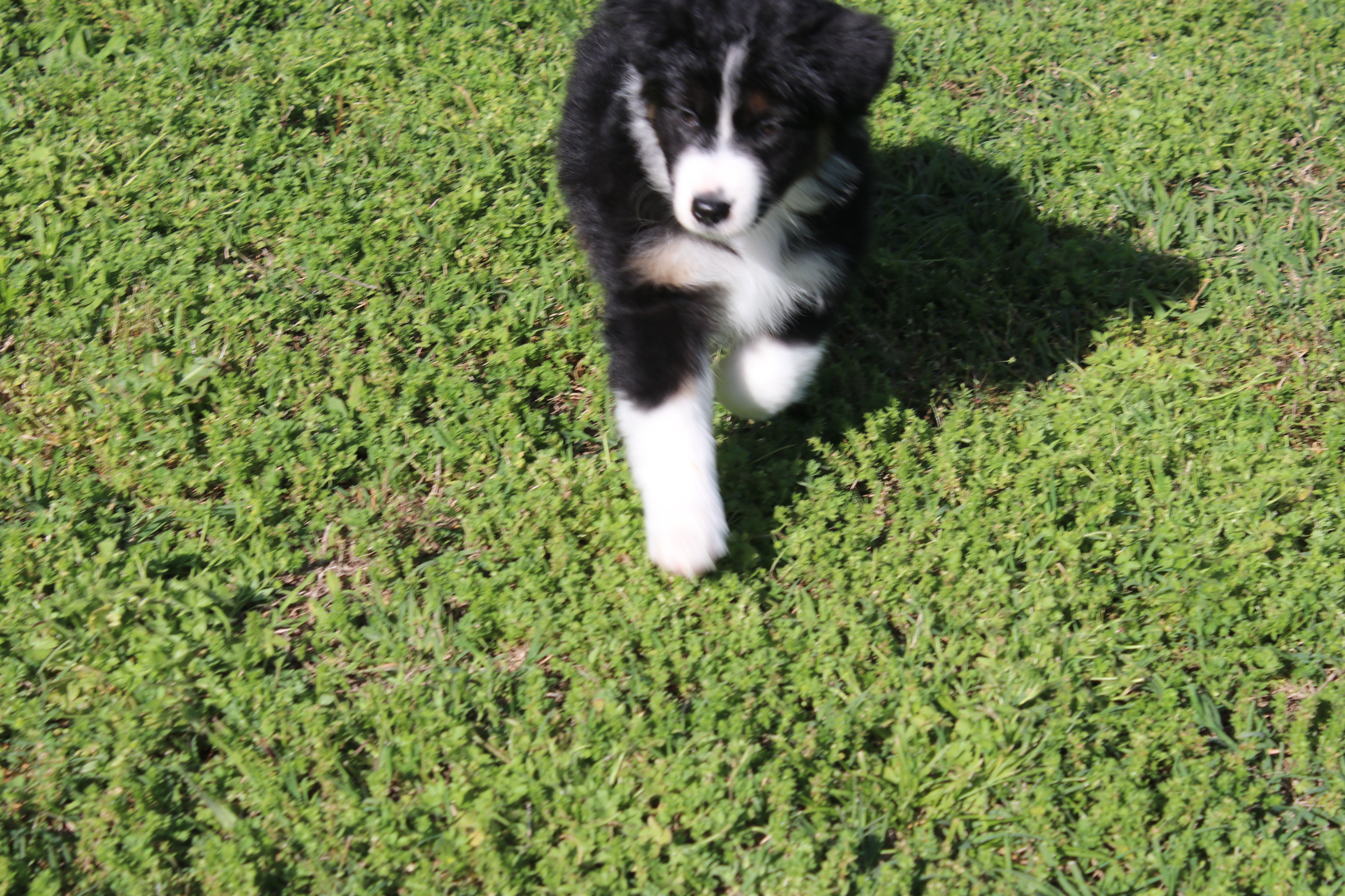 Diego – Australian Shepherd puppy for sale in Fair Play, MO