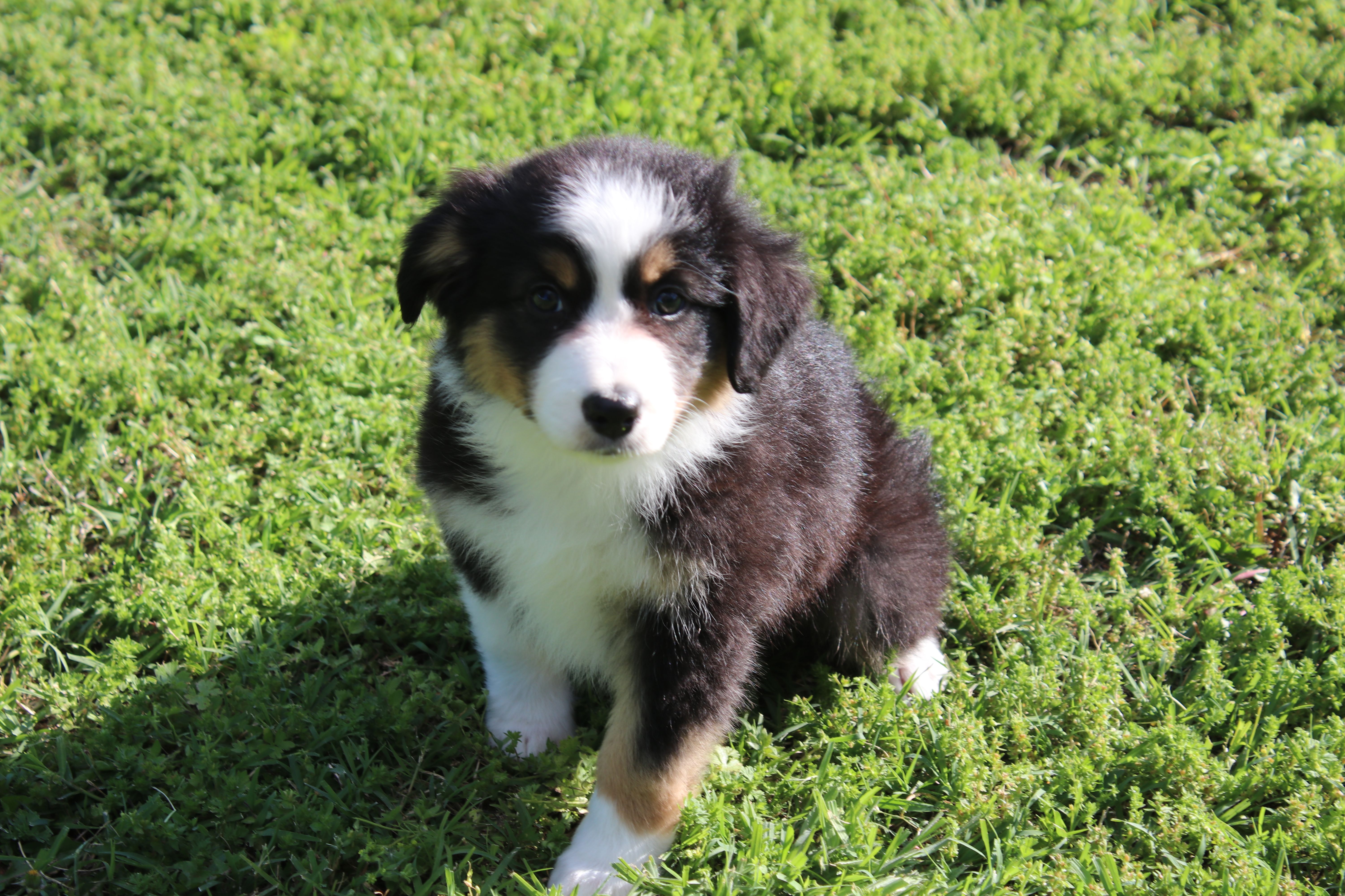 Della – Australian Shepherd puppy for sale in Fair Play, MO