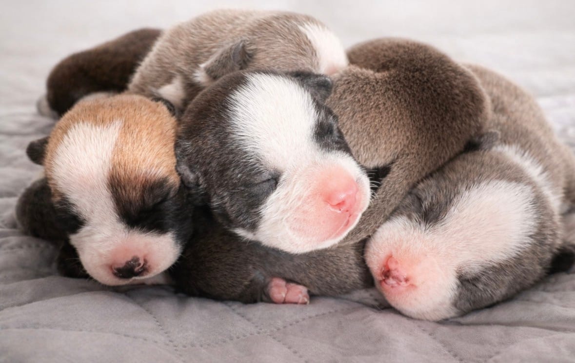 Bully – American Bully puppy for sale in Fredericksburg, VA