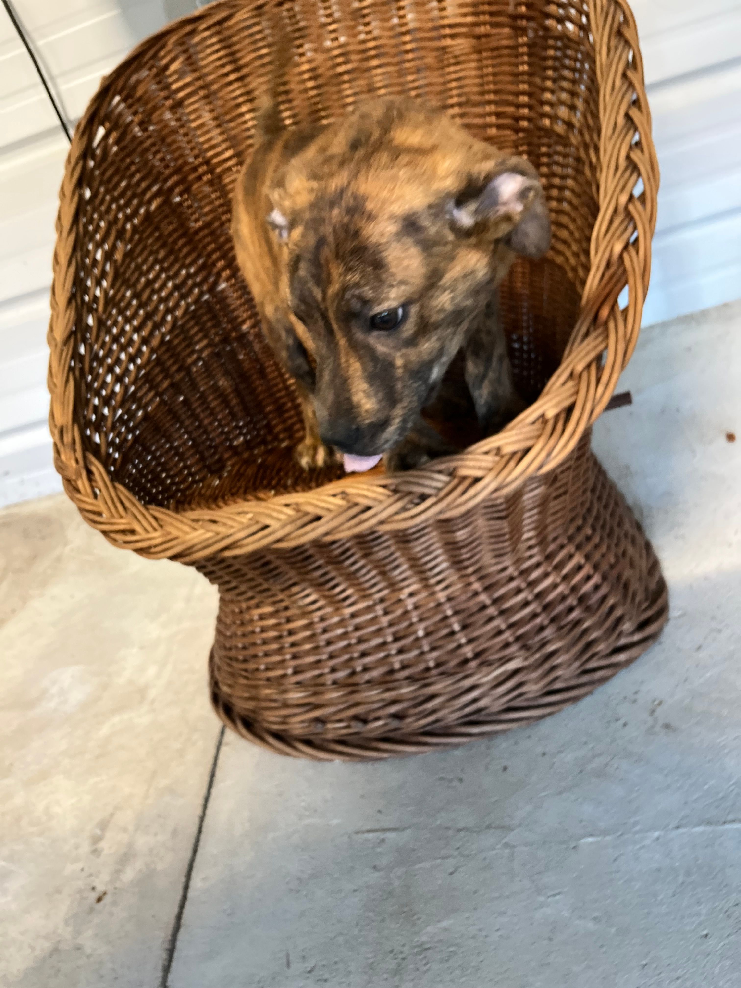 Roger – Boxer, Labrador Retriever puppy for sale in Whiteville, NC