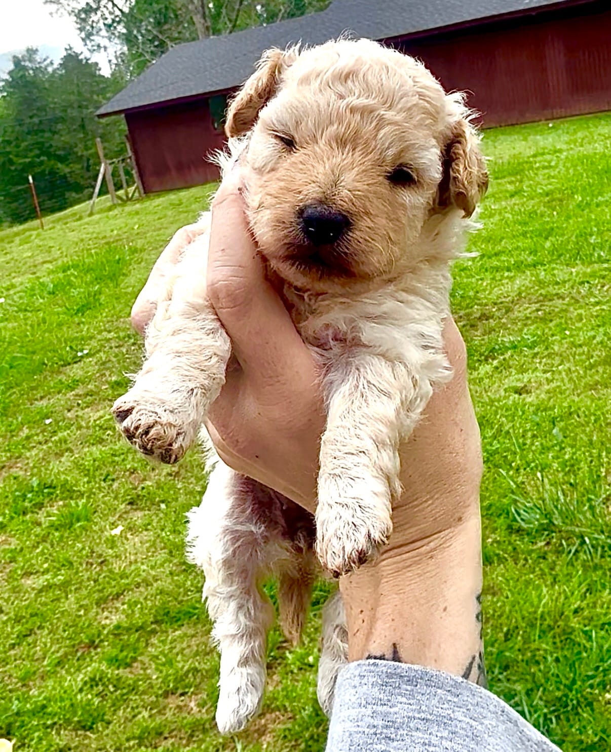 Cream female  – Poodle - Toy  puppy for sale in Hot Springs, AR