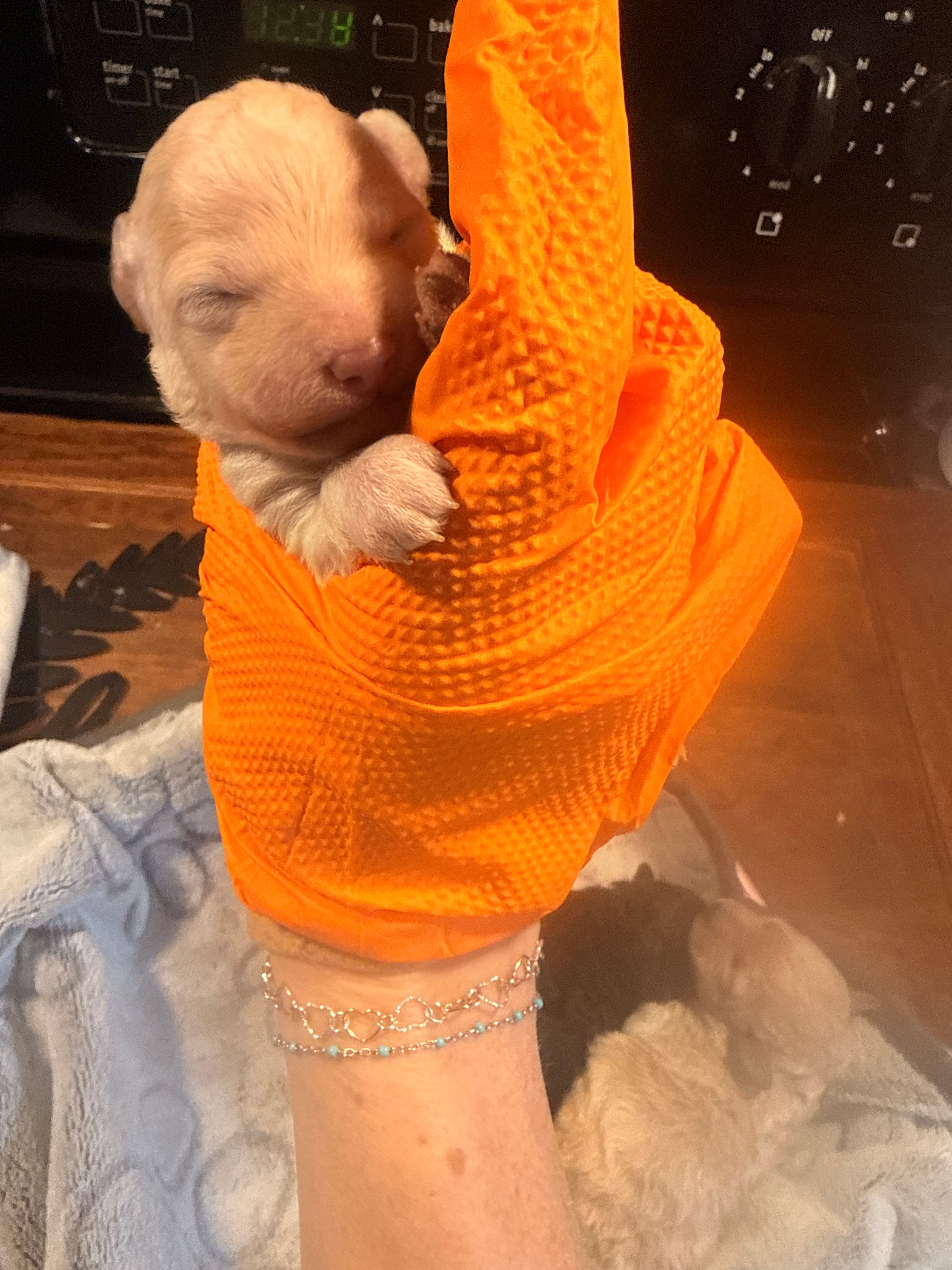 White 1 – Poodle - Toy  puppy for sale in Hot Springs, AR