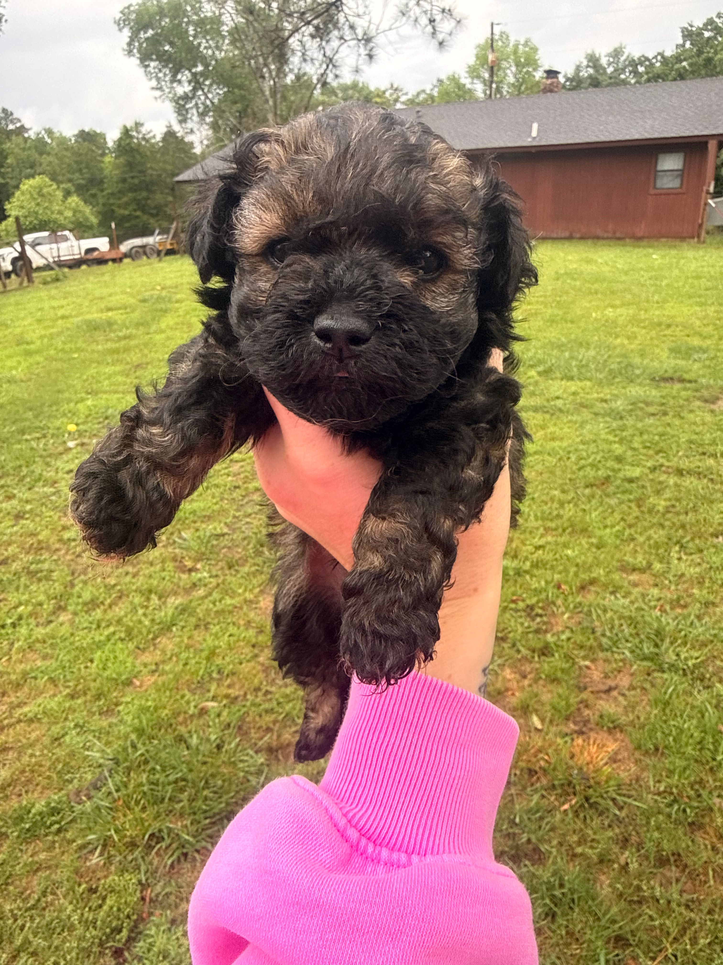 Male black – Poodle - Toy  puppy for sale in Hot Springs, AR