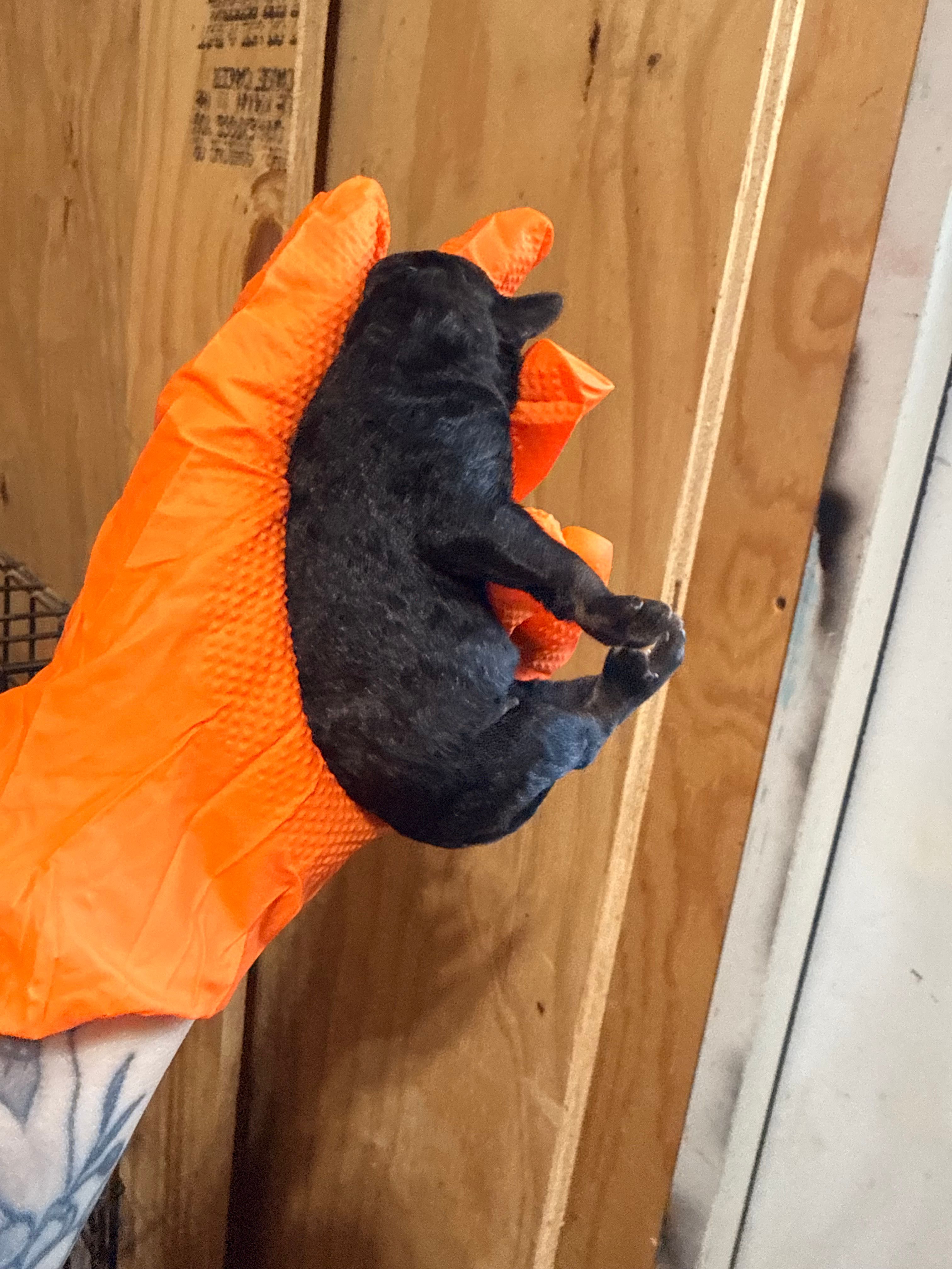 Male black – Poodle - Toy  puppy for sale in Hot Springs, AR