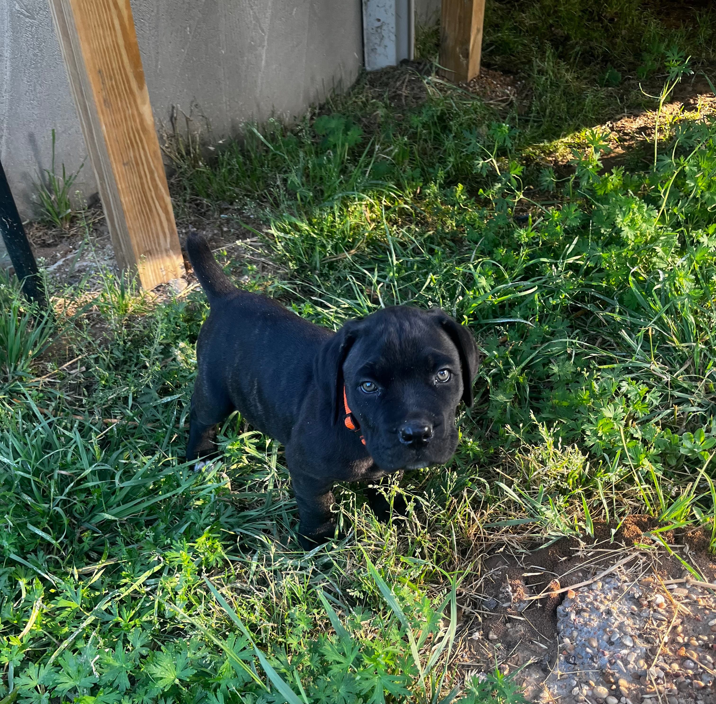 Orange Boy – Cane Corso puppy for sale in Fort Worth, TX