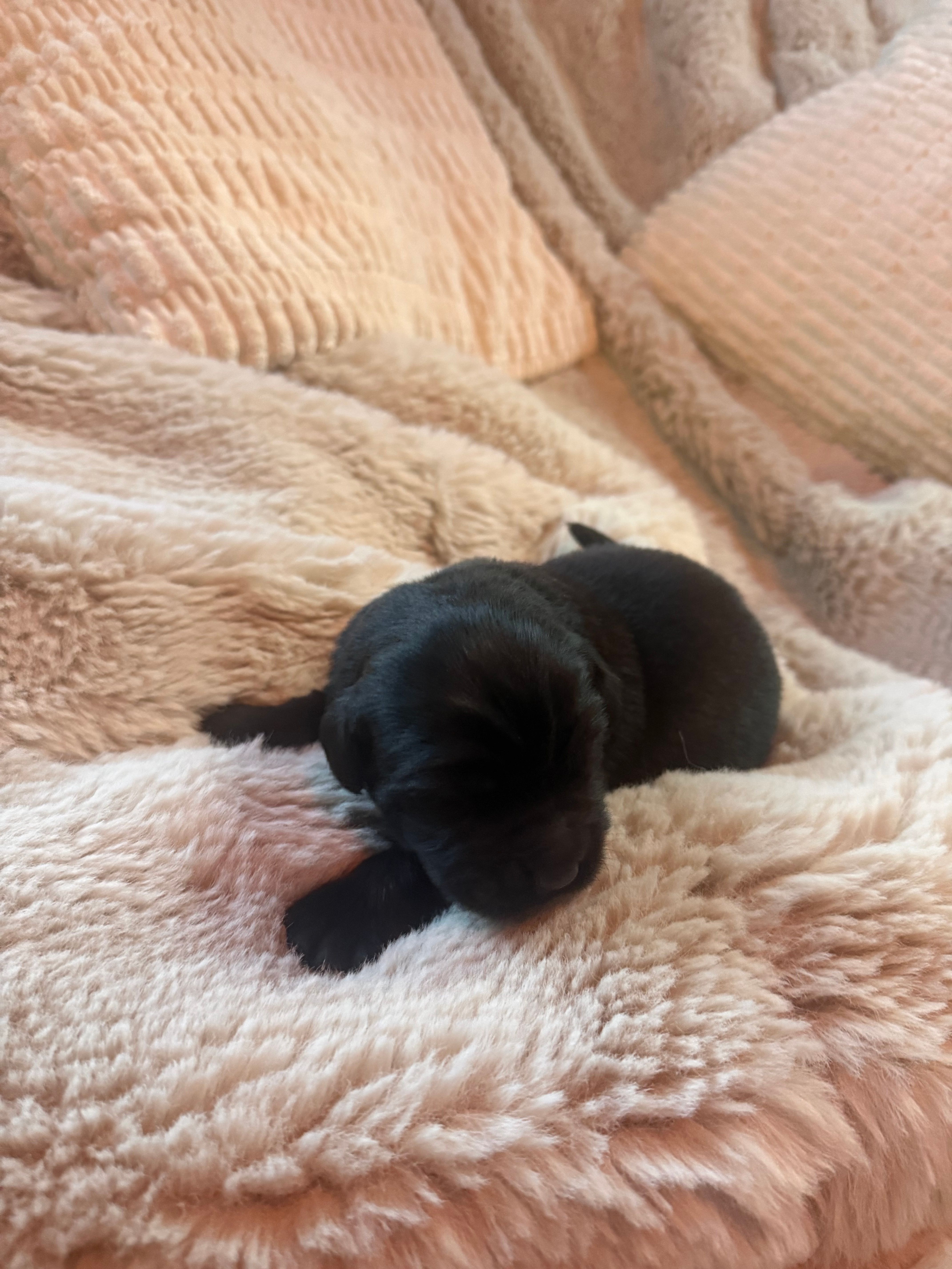 Asher – Newfoundland puppy for sale in Ashburnham, MA