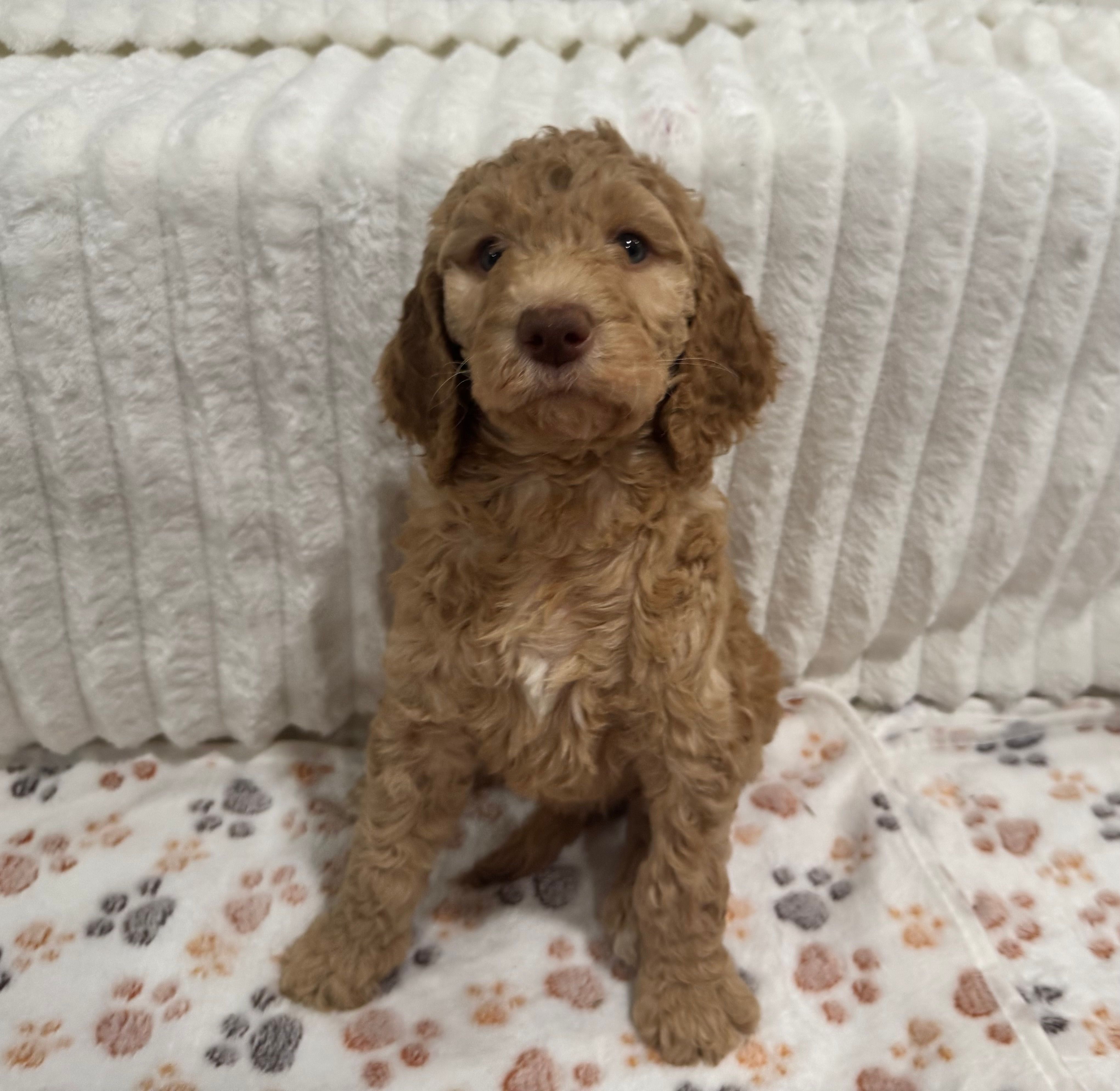 Piper – Goldendoodle puppy for sale in Nederland, TX