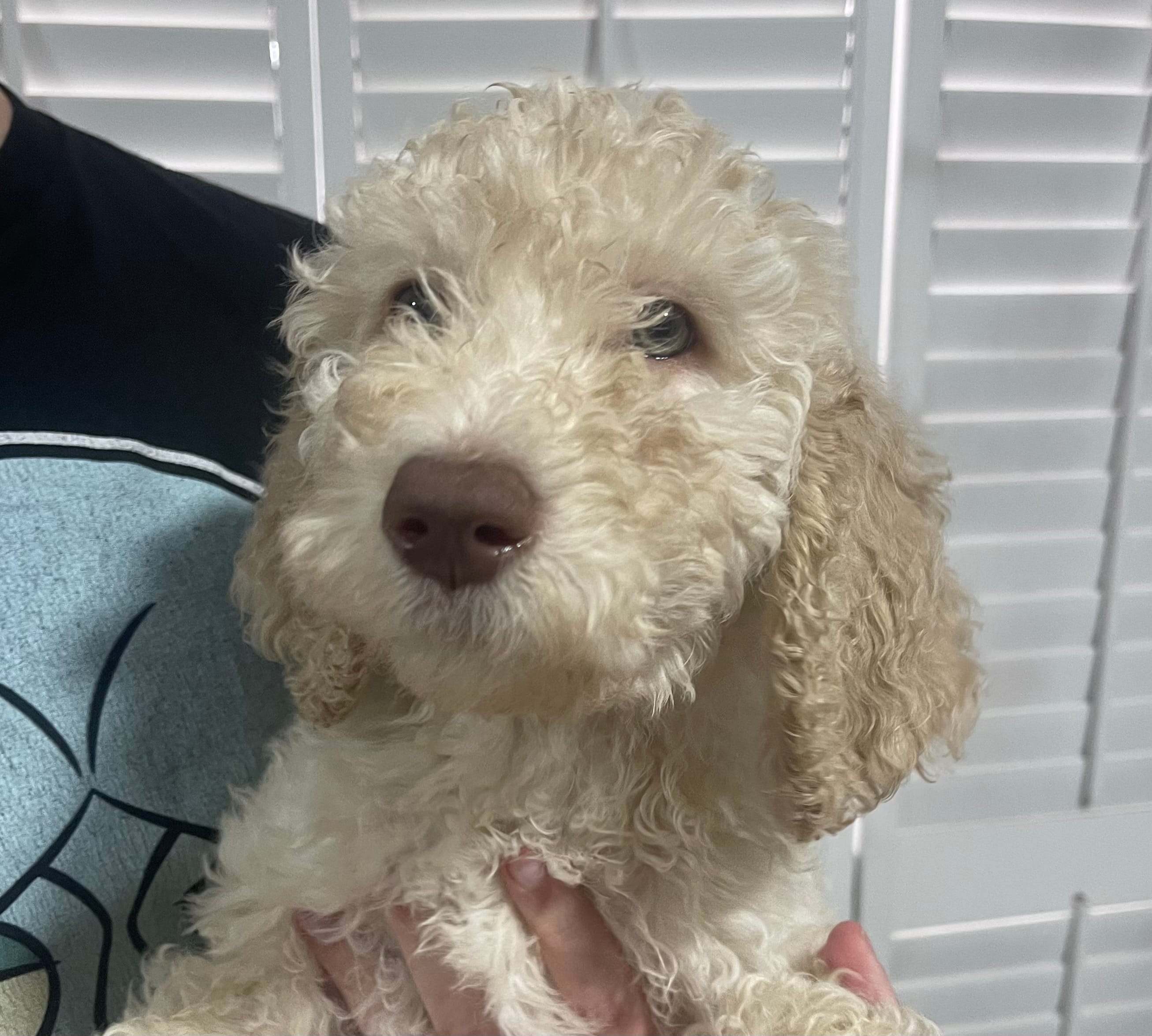 Lilly – Goldendoodle puppy for sale in Nederland, TX