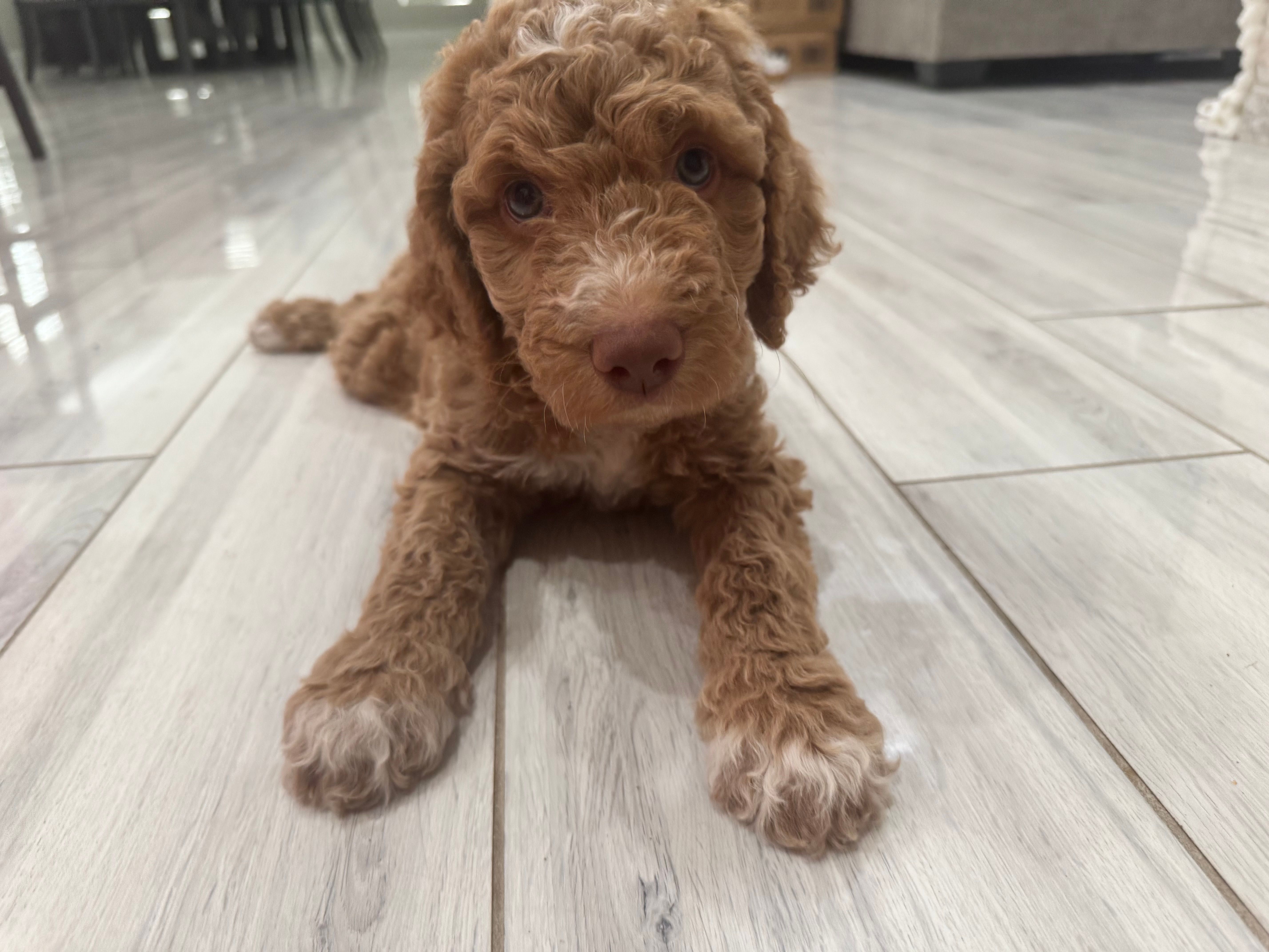 Teddy – Goldendoodle puppy for sale in Nederland, TX