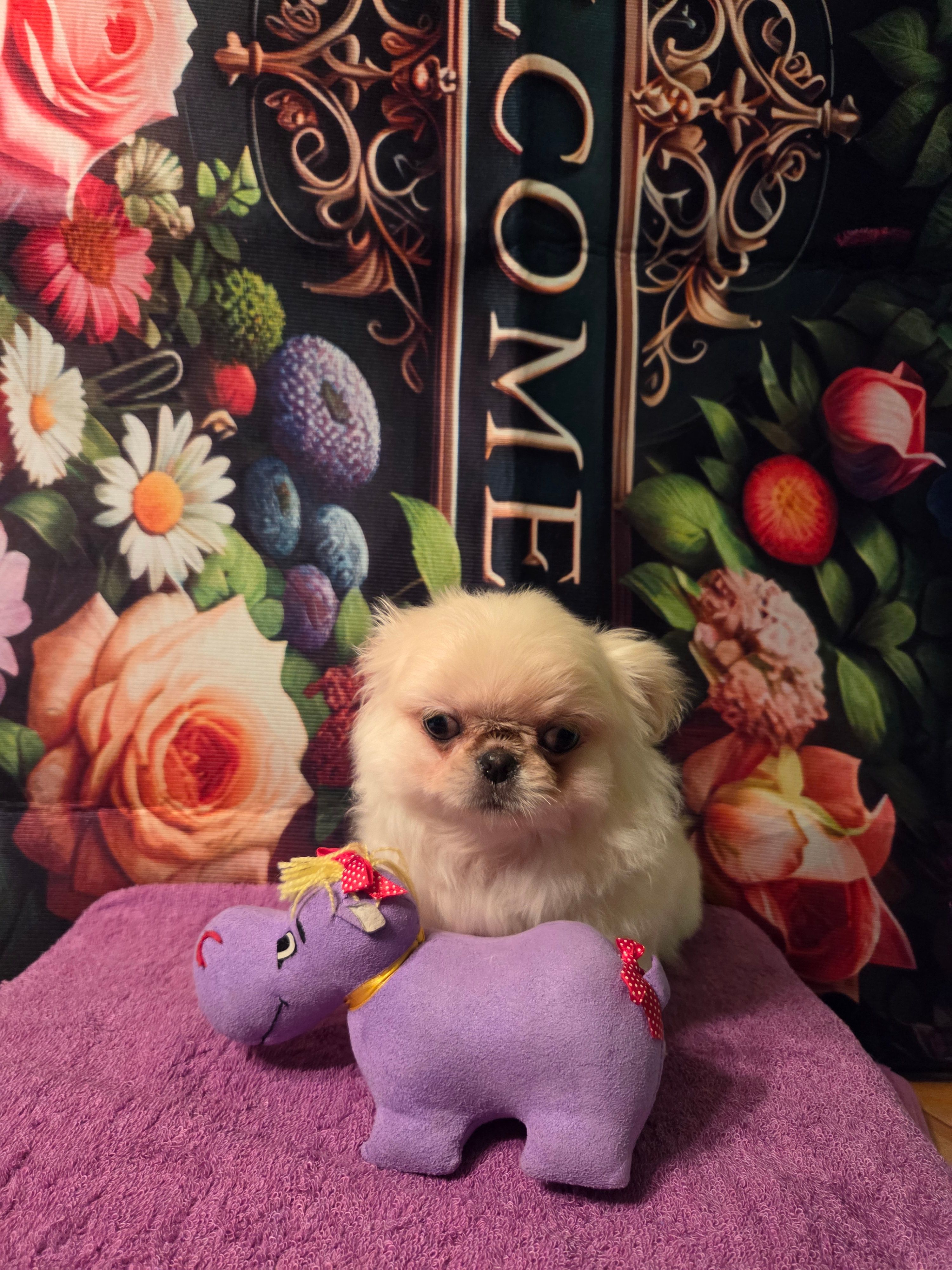 Ollie – Mi-ki puppy for sale in Cheney, KS