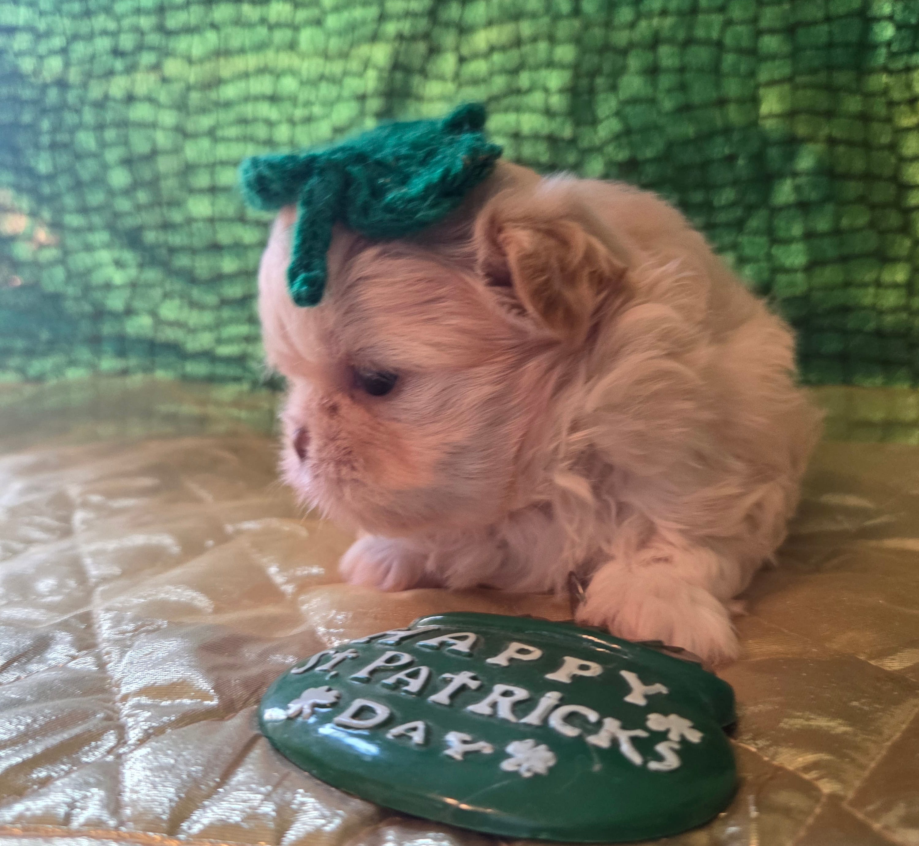 Sam – Peekapoo puppy for sale in Cheney, KS