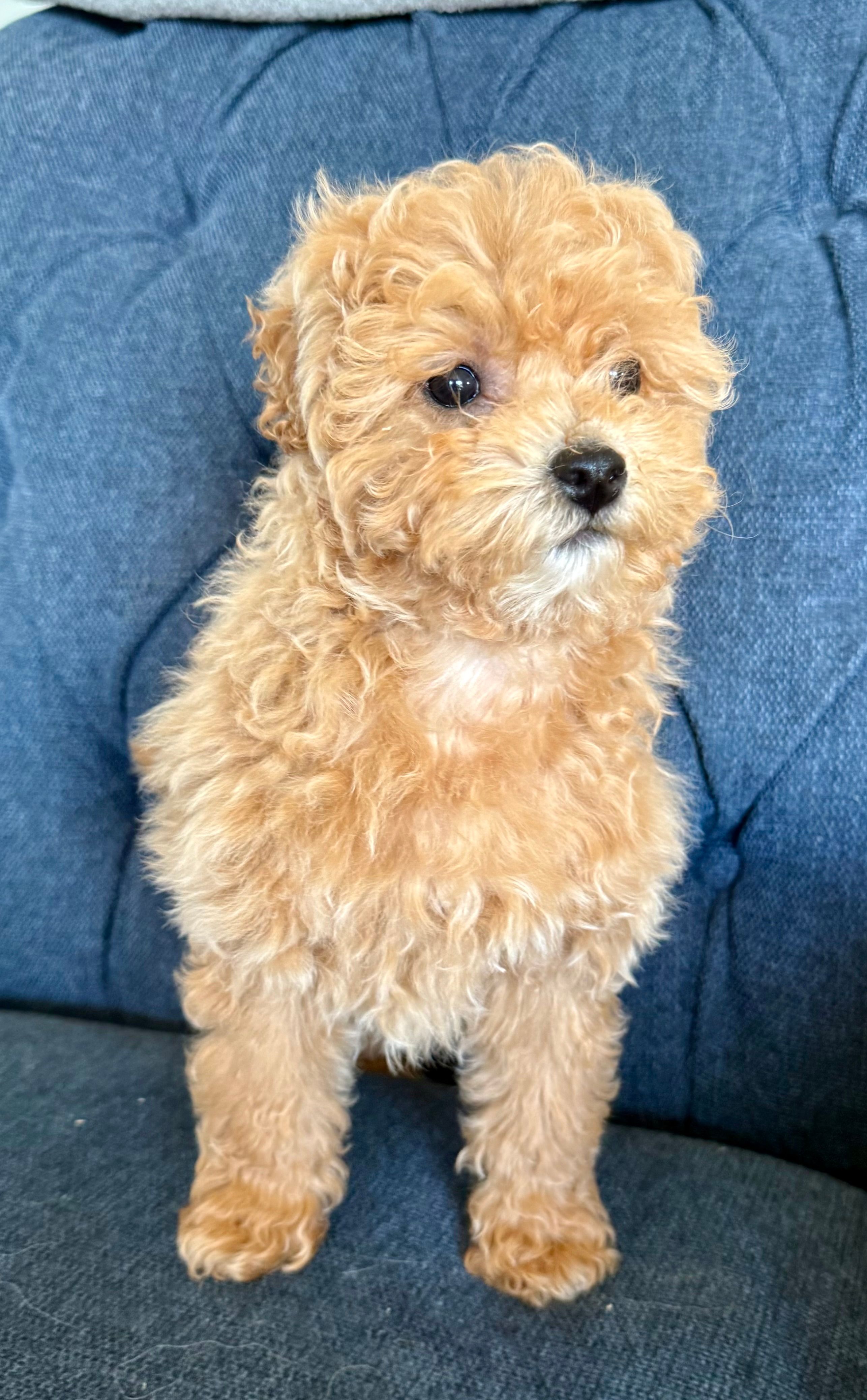 Tiny  – Miniature Goldendoodle puppy for sale in Mosinee, WI