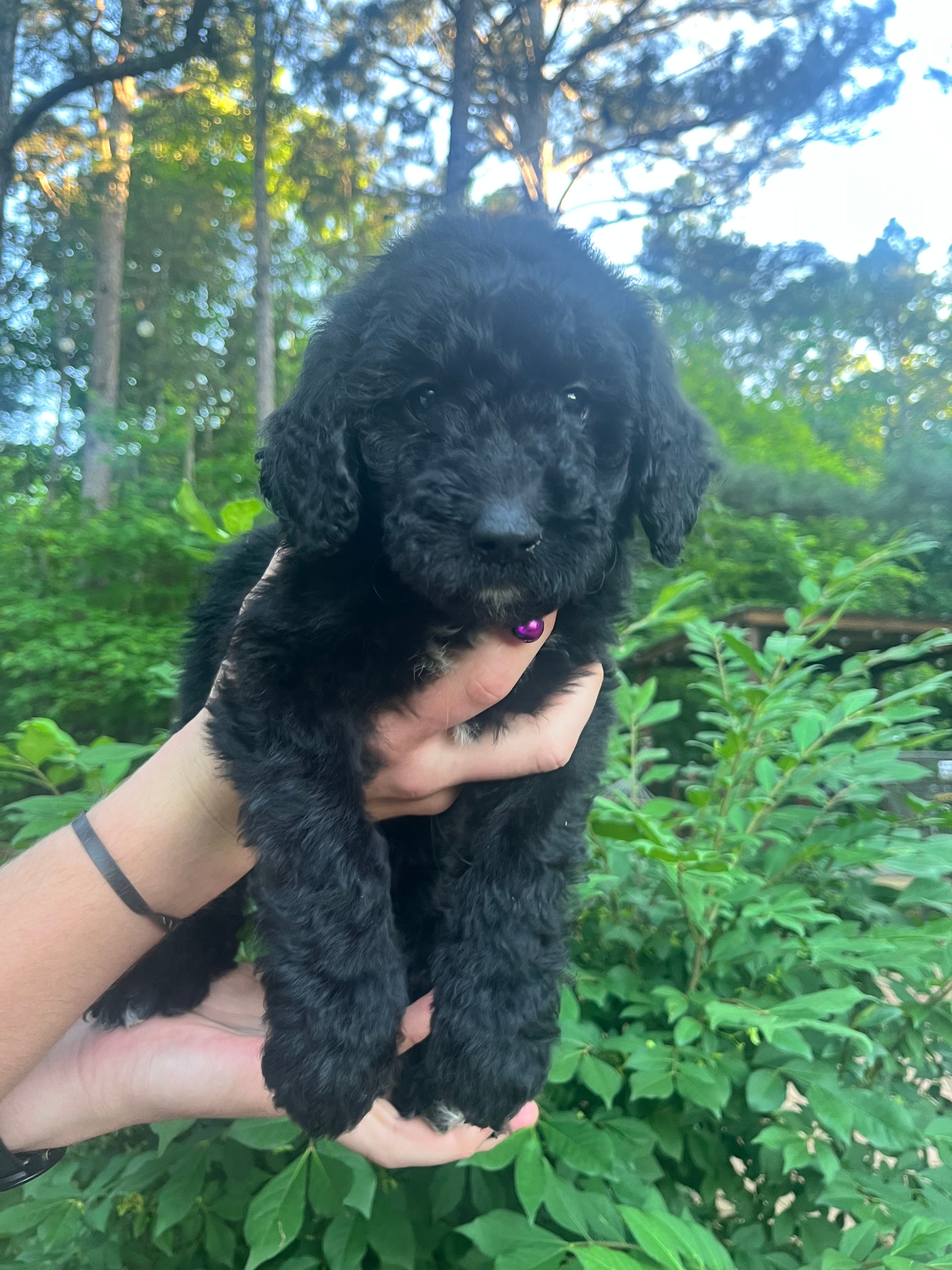 Winnie – Goldendoodle puppy for sale in Caledonia, MO