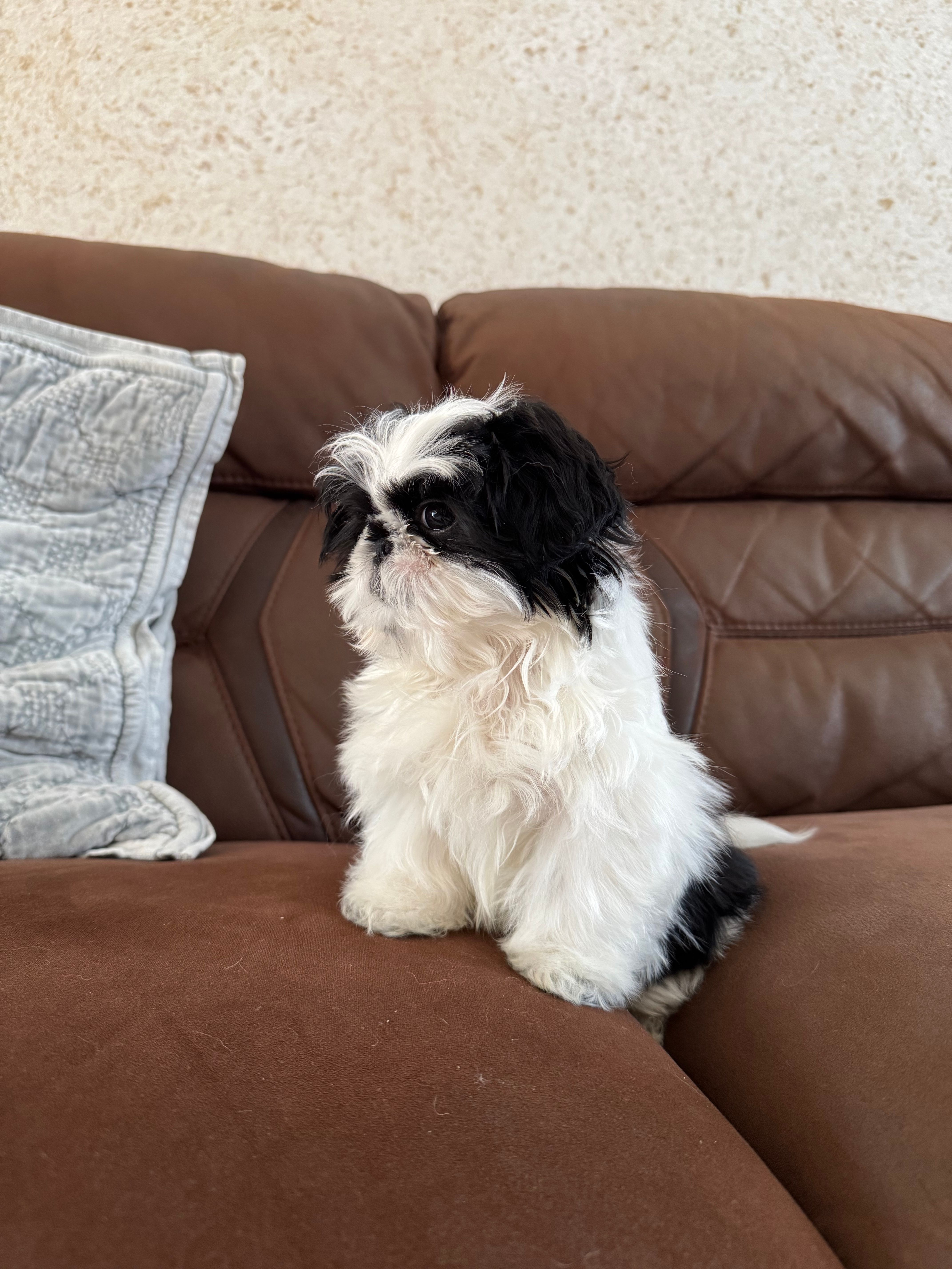 milo – Shih Tzu puppy for sale in Westfield, MA