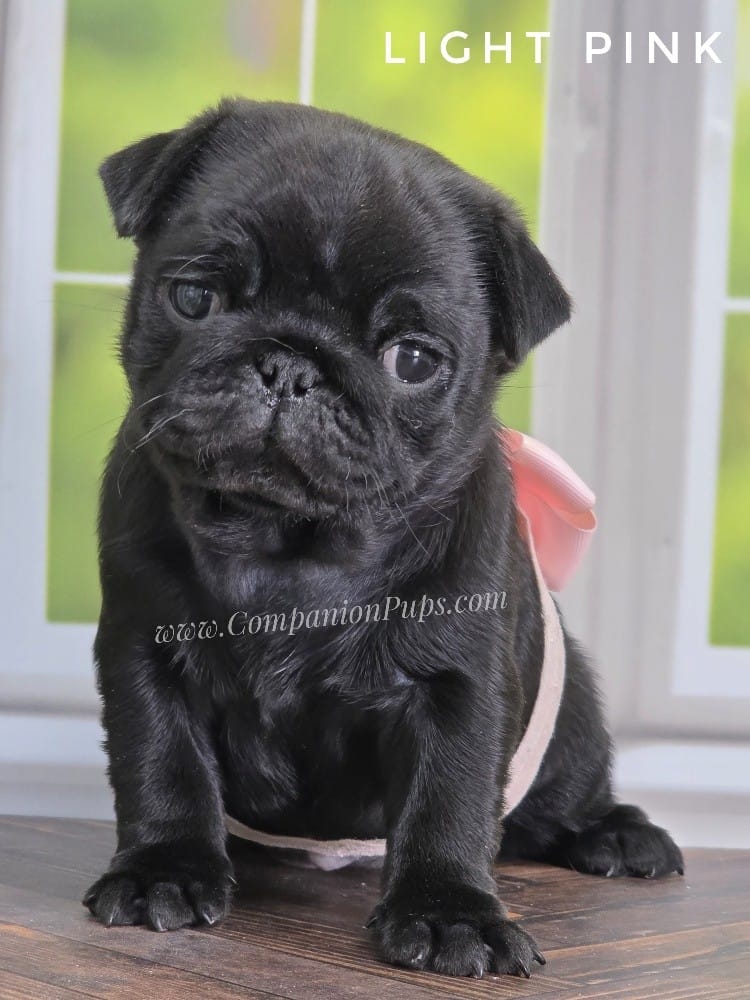 Light Pink - Ch Lines – Pug puppy for sale in Whitwell, TN