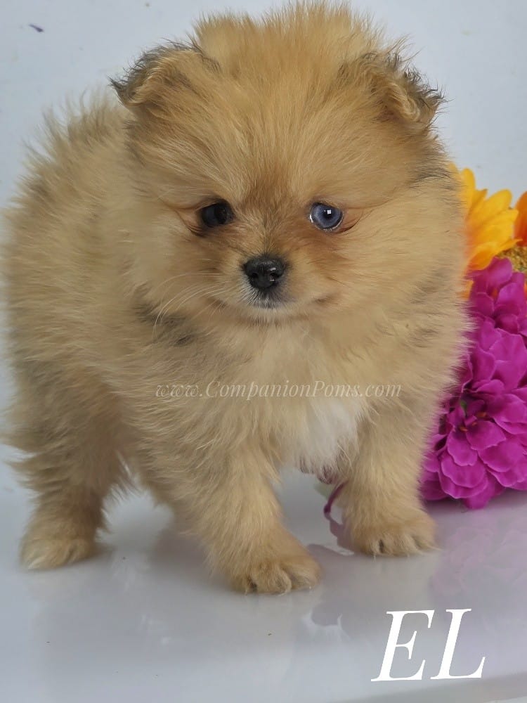 Elle - CH Sired! Blue Eye! – Pomeranian puppy for sale in Whitwell, TN