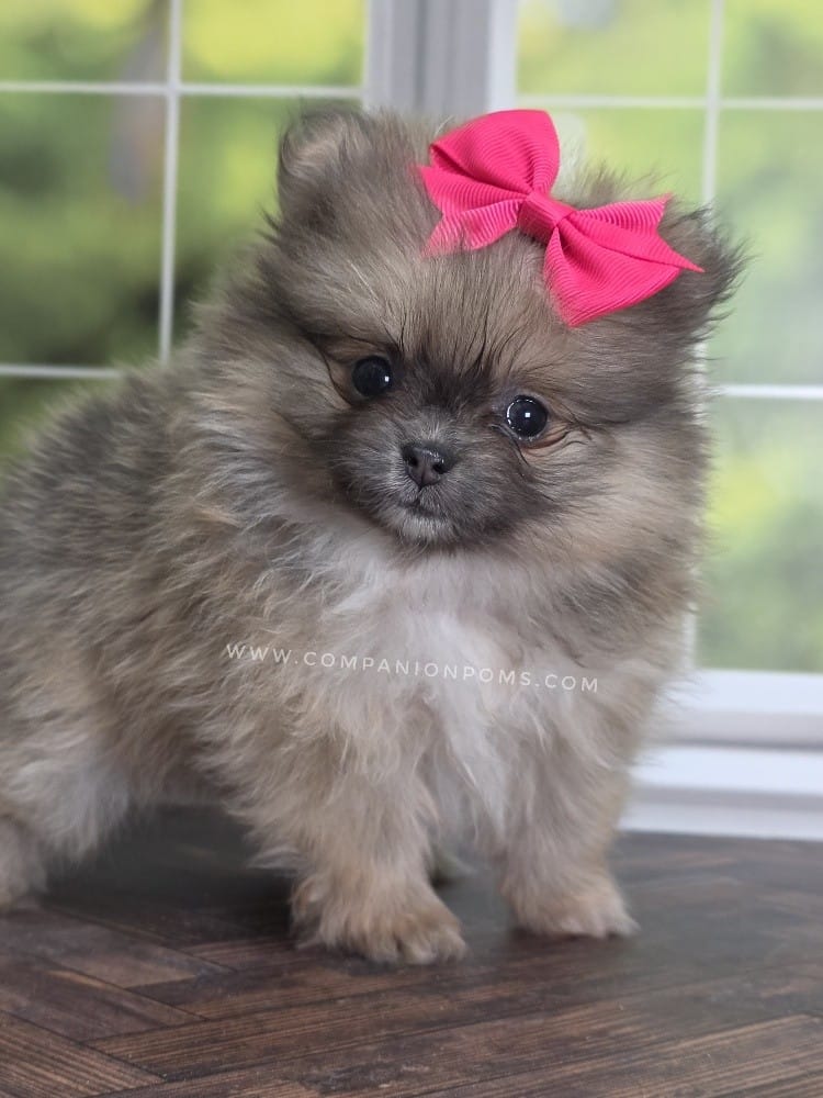 Rare Dilute (Blue) Sable - Marie – Pomeranian puppy for sale in Whitwell, TN