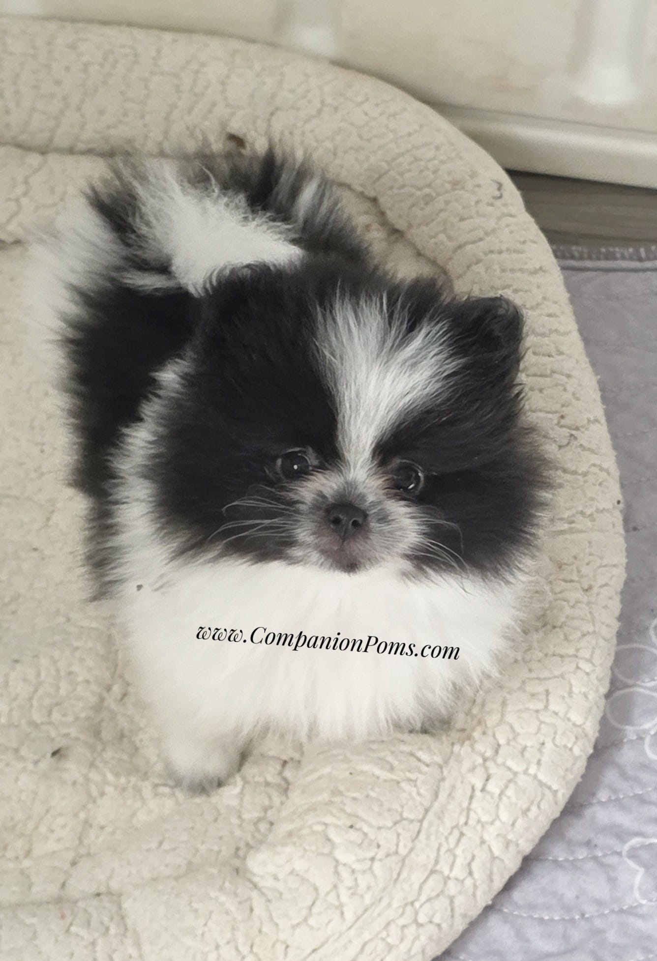 Stella  est 3-4 pound  – Pomeranian puppy for sale in Whitwell, TN