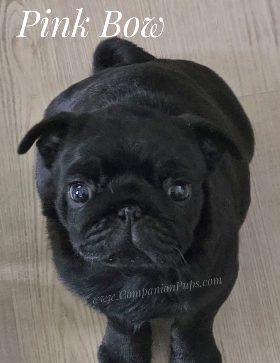 Pink - Wrinkles & Rolls C video – Pug puppy for sale in Whitwell, TN