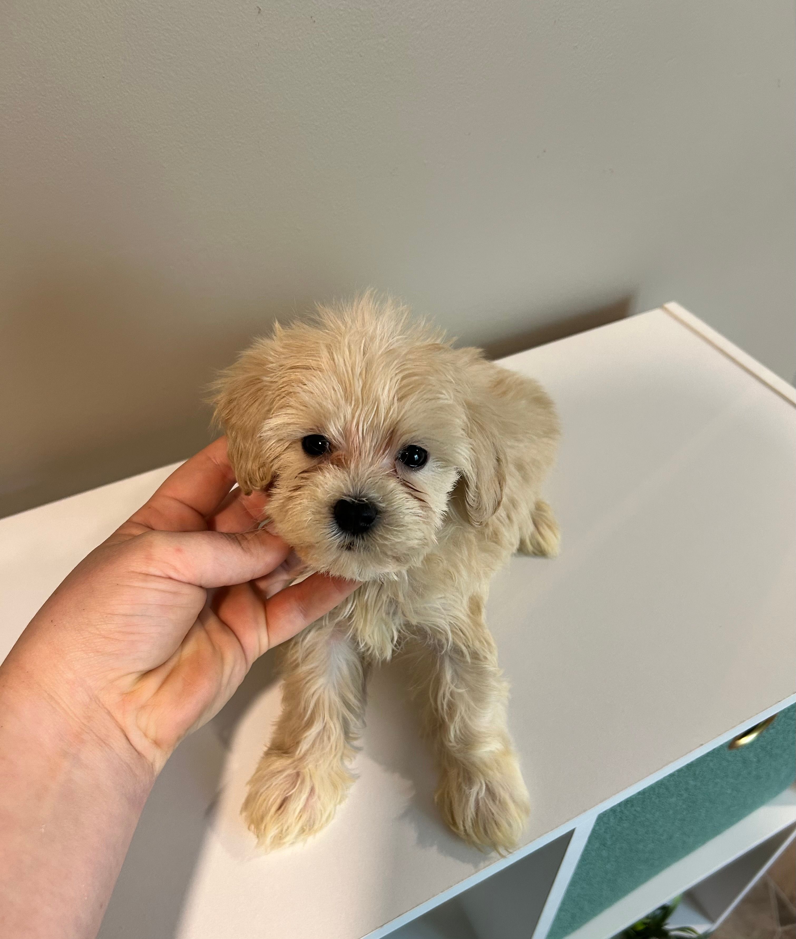 Female Maltipoo – Maltipoo puppy for sale in Greenville, MI