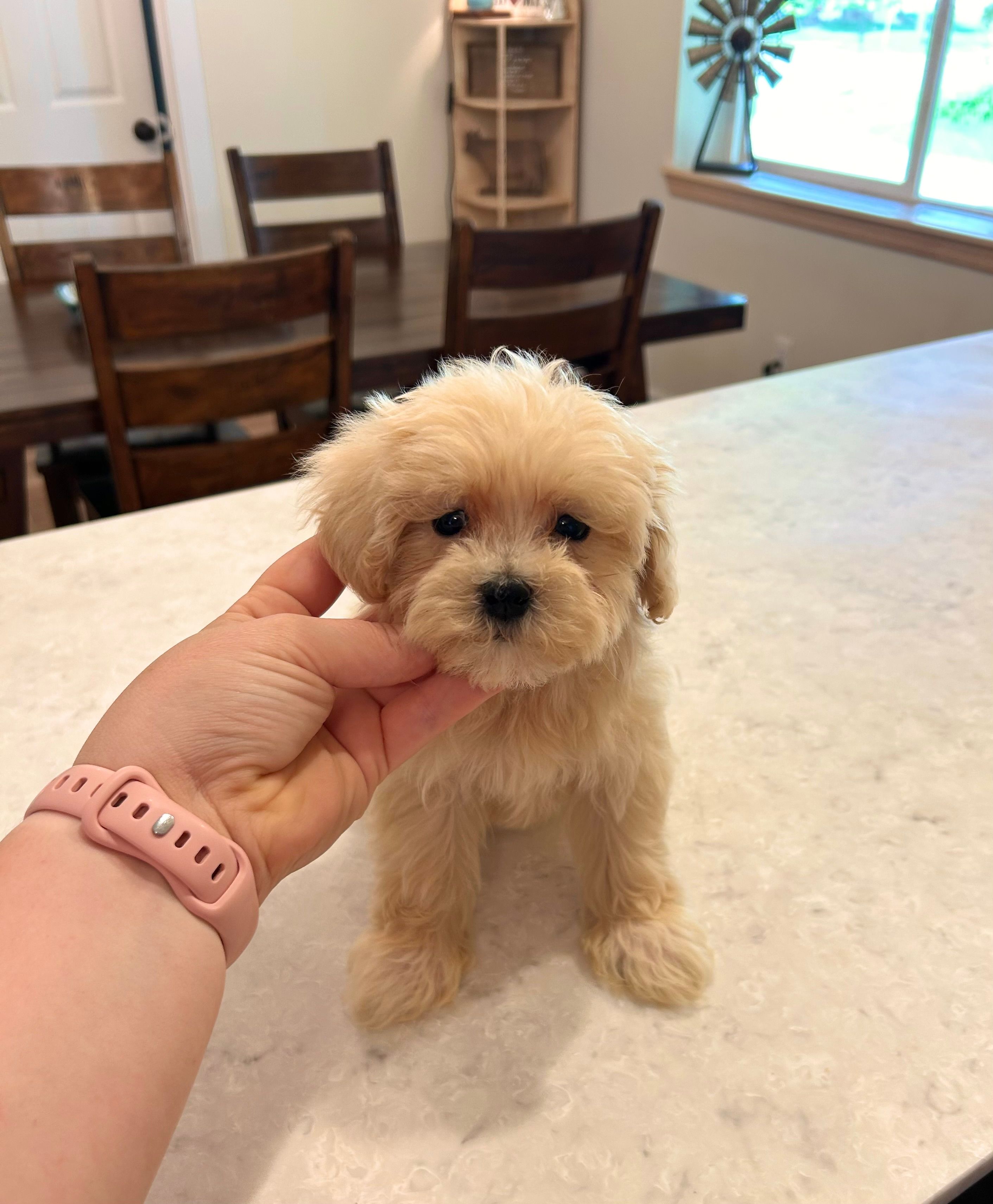 Female Maltipoo – Maltipoo puppy for sale in Greenville, MI